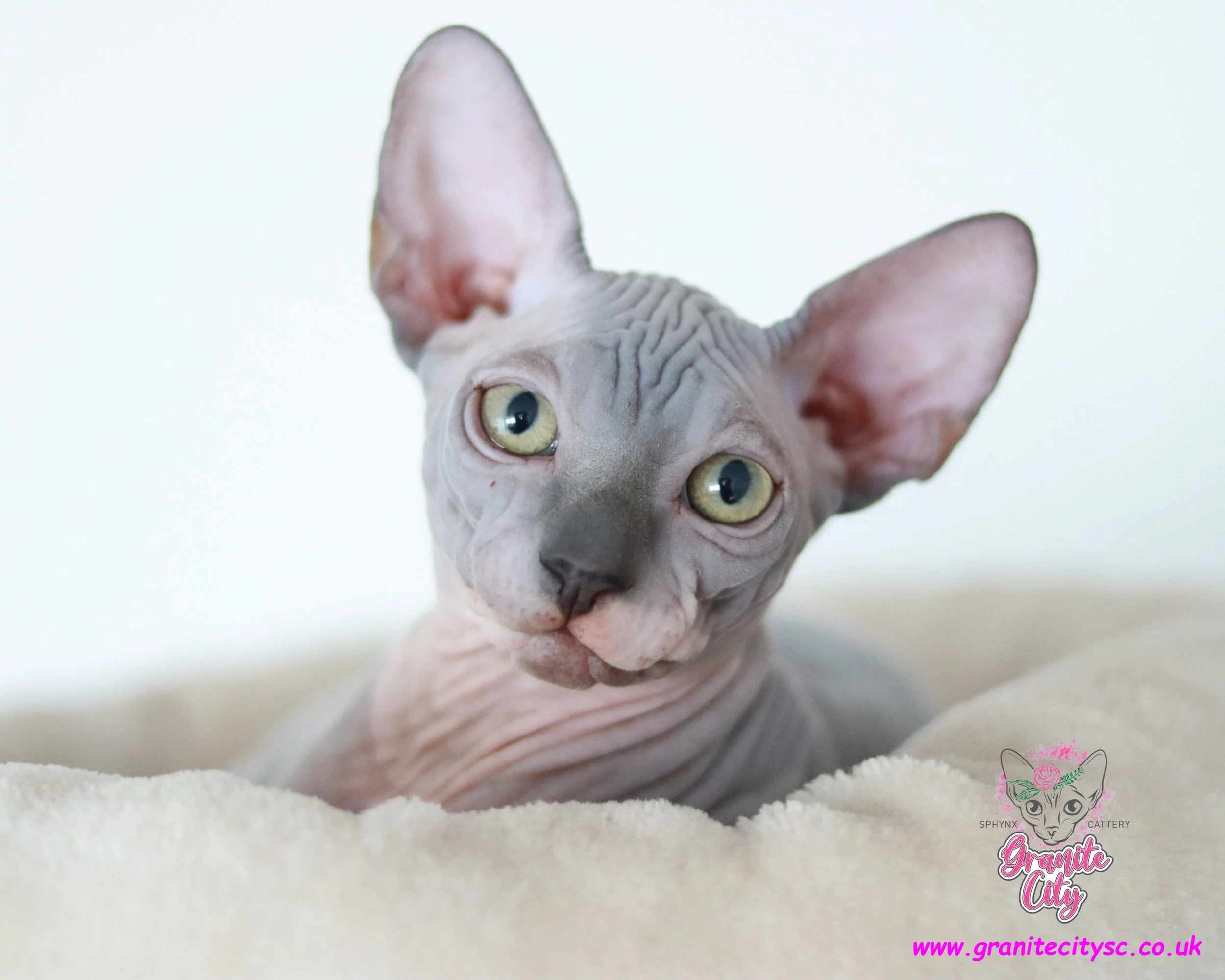 A Sphynx cat with large ears and wrinkled skin looking at the camera, lying on a soft blanket.