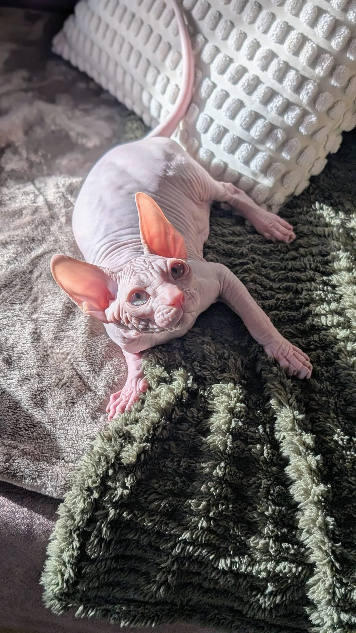 Hairless cat with large ears lying on a thick, plush blanket, looking up at the camera.