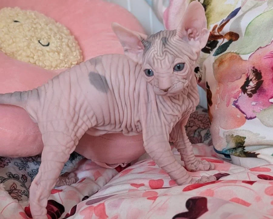 A hairless Sphynx cat with blue eyes sitting on a floral blanket next to a couch pillow with a face, in a cozy room.