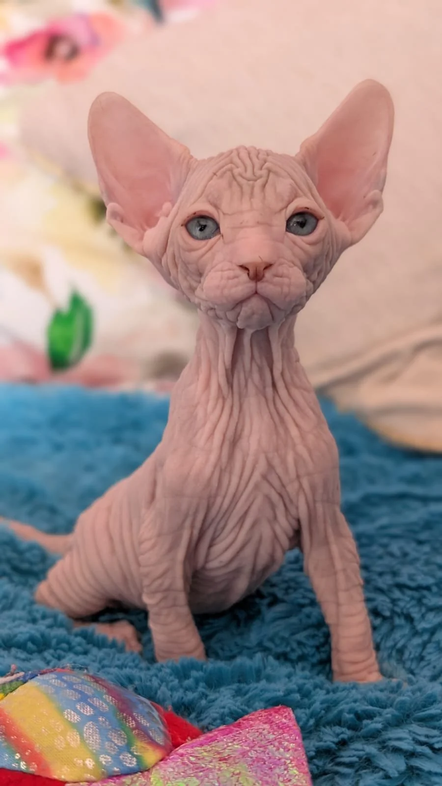 A hairless Sphynx cat with blue eyes sitting on a blue blanket.