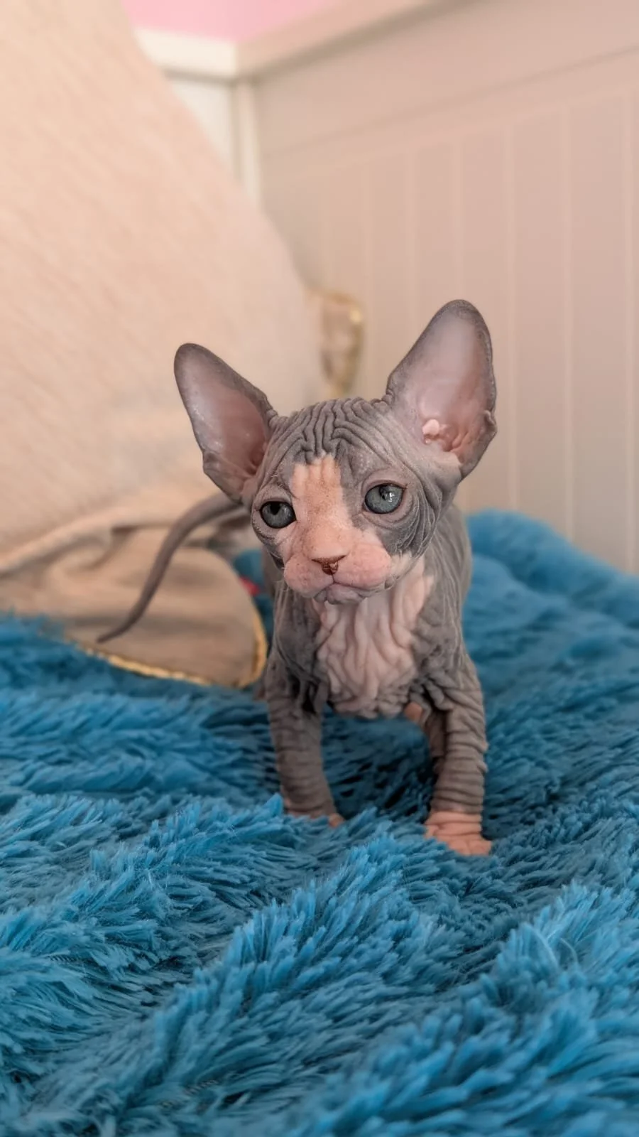 A hairless Sphynx cat with wrinkled gray and pink skin and large ears, sitting on a plush blue blanket in a cozy room.