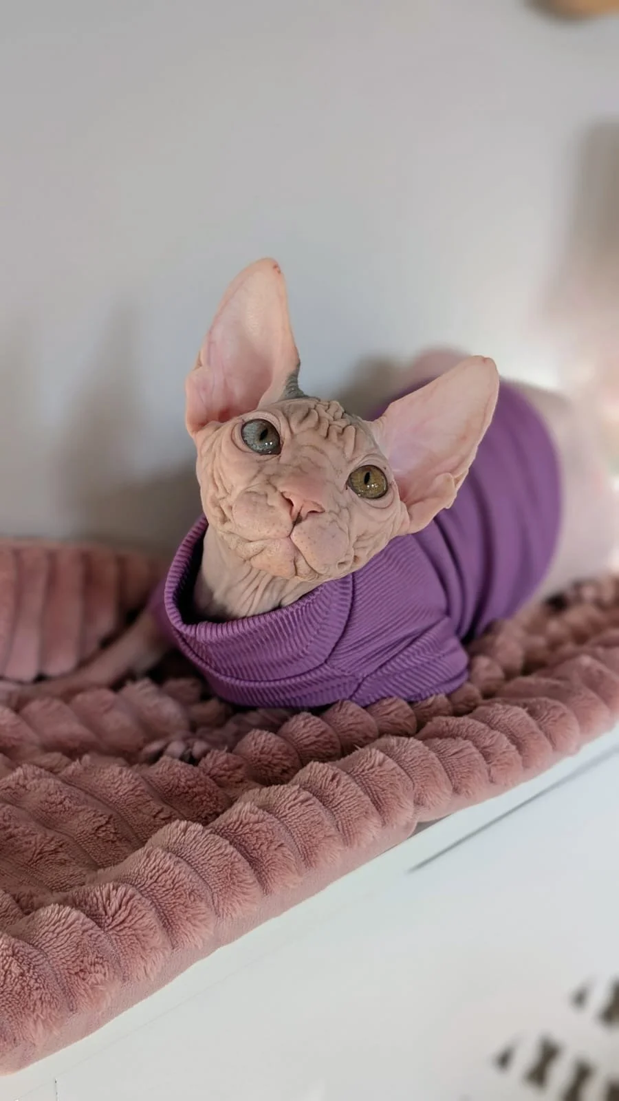 A Sphynx cat with wrinkled skin and large ears wearing a purple sweater, sitting on a soft, pink, plush blanket.