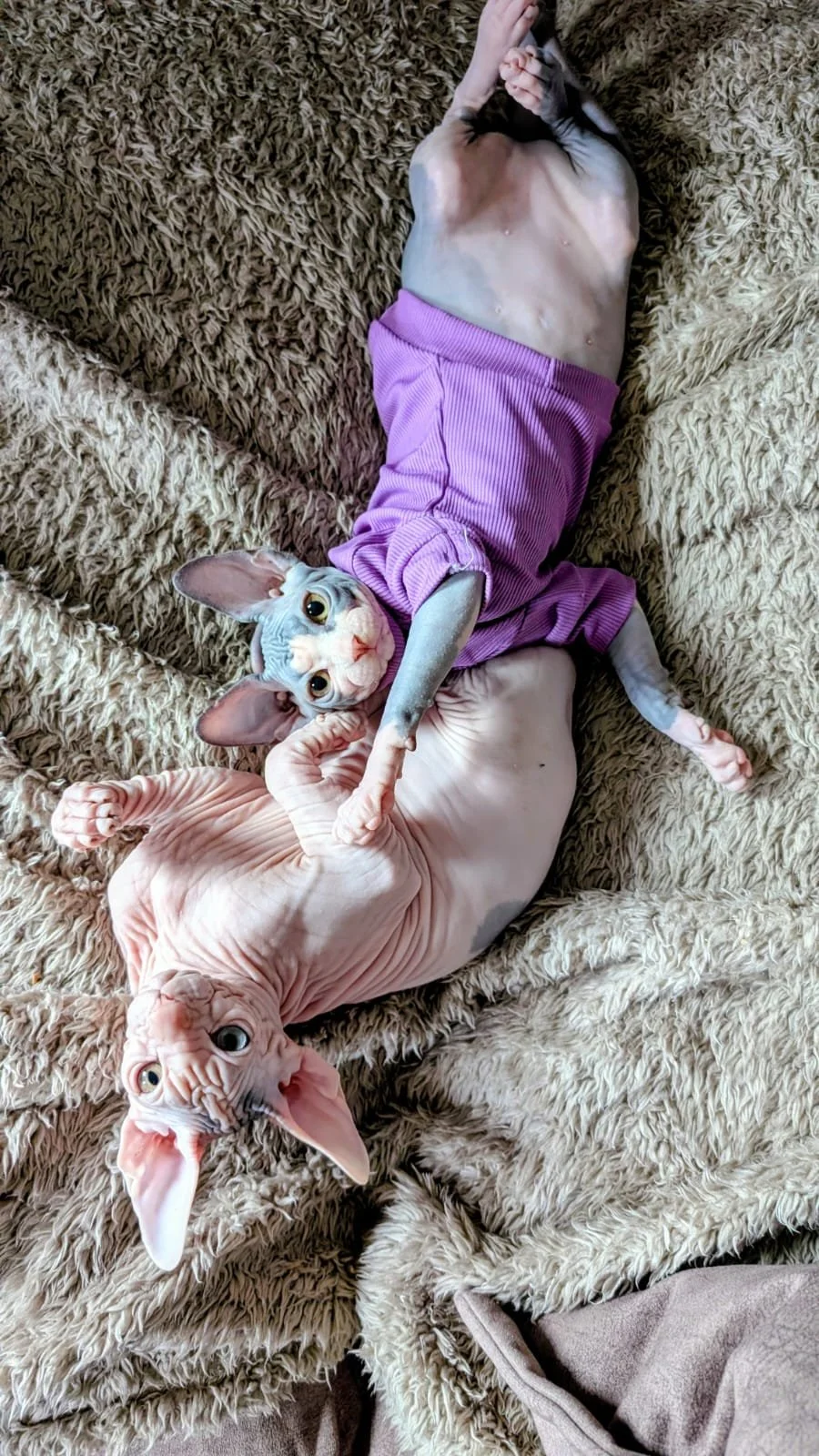 A Sphynx cat lying on a beige fuzzy blanket, wearing a purple shirt, with a hairless kitten that has large ears and wrinkled skin resting on its back.