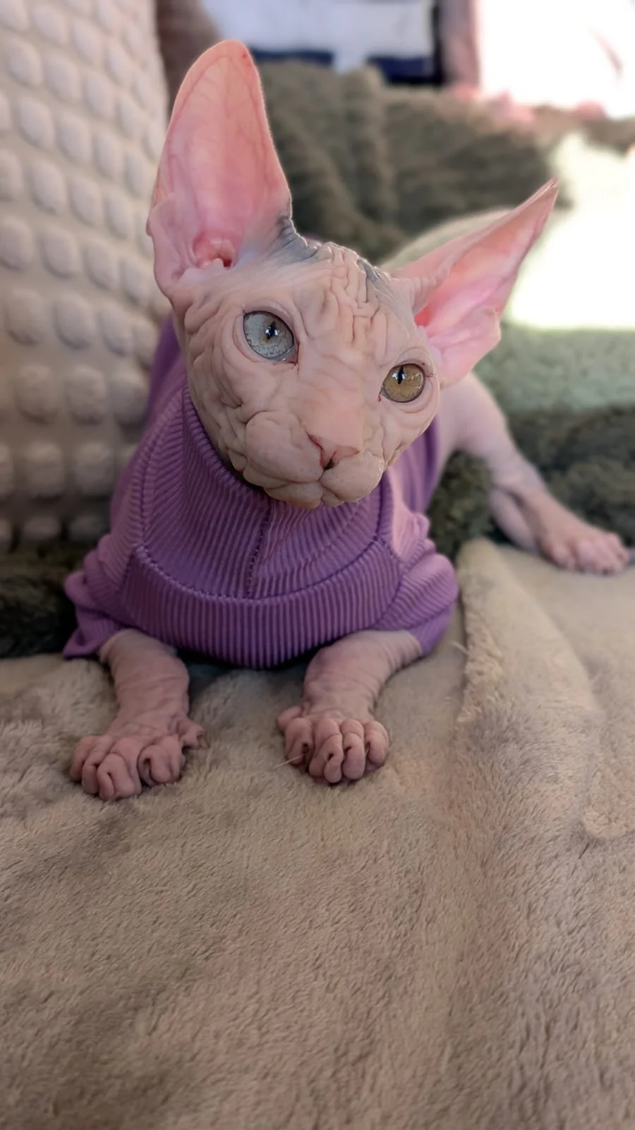 A Sphynx cat wearing a purple sweater sitting on a beige blanket, with large ears and light-colored eyes.