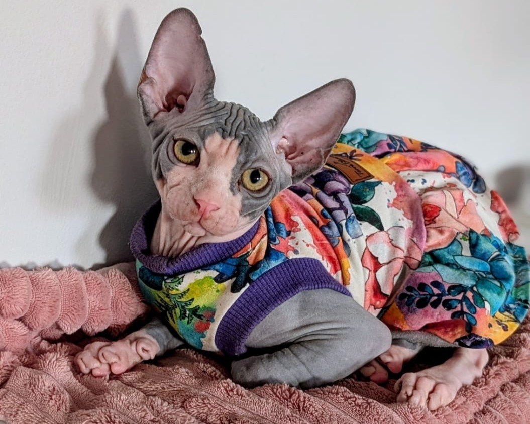 A Sphynx cat wearing a colorful floral patterned sweater, lying on a pink plush blanket against a white wall.