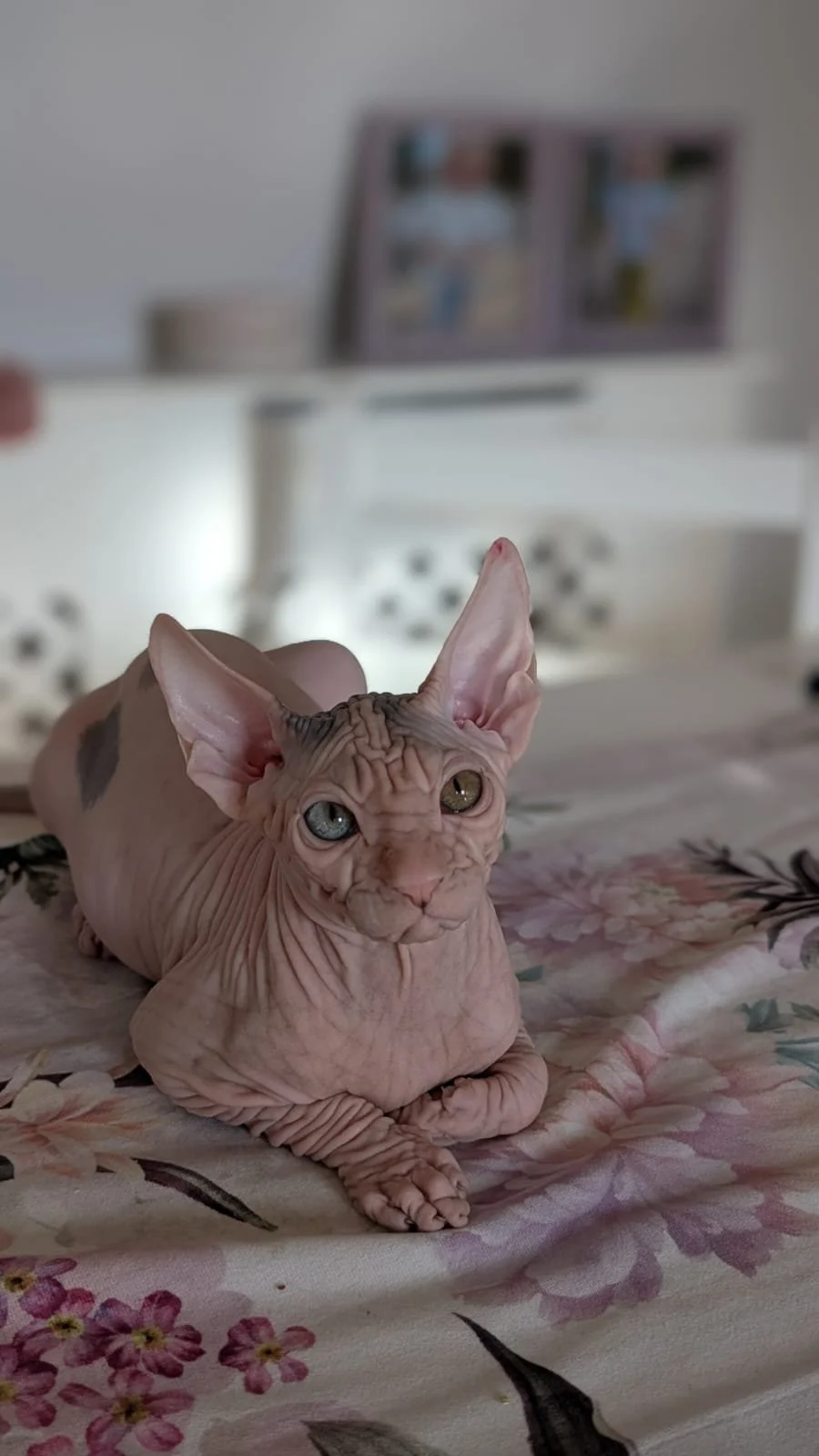 A hairless Sphynx cat with heterochromatic eyes (one blue, one yellow) lying on a floral bedspread in a bedroom. In the background, a blurred TV screen with colorful display is visible.