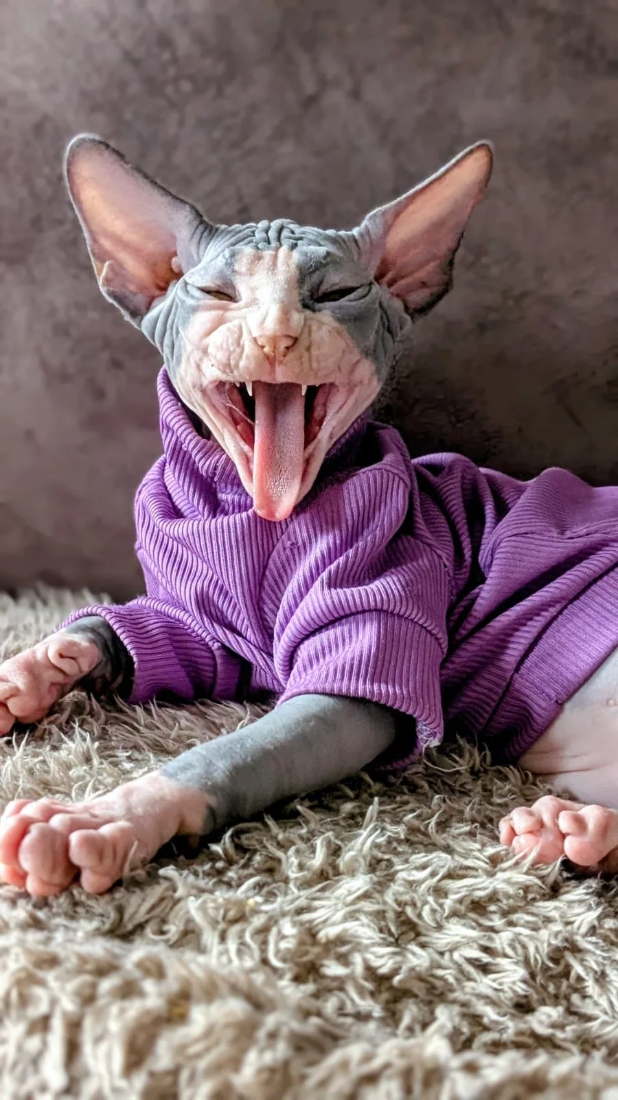 A hairless Sphynx cat in a purple hoodie, mid-yawn with tongue out, lying on a shaggy beige carpet.