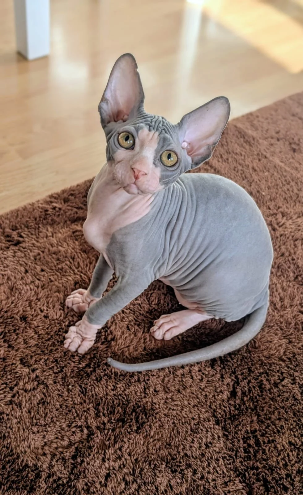 A hairless Sphynx cat sitting on a brown rug indoors, with pale yellow eyes and large ears.
