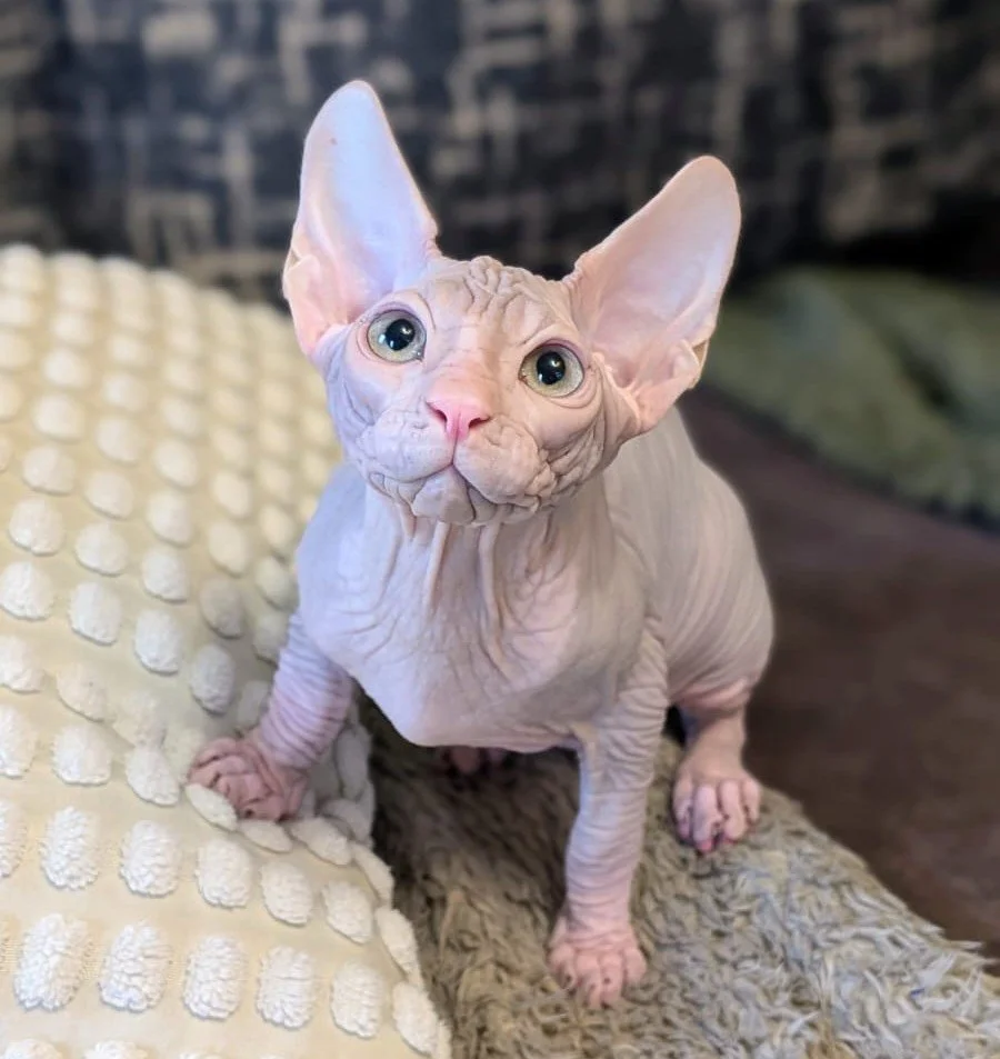 A hairless Sphynx cat sitting on a textured blanket, looking directly at the camera with large eyes, in front of a dark blurry background.