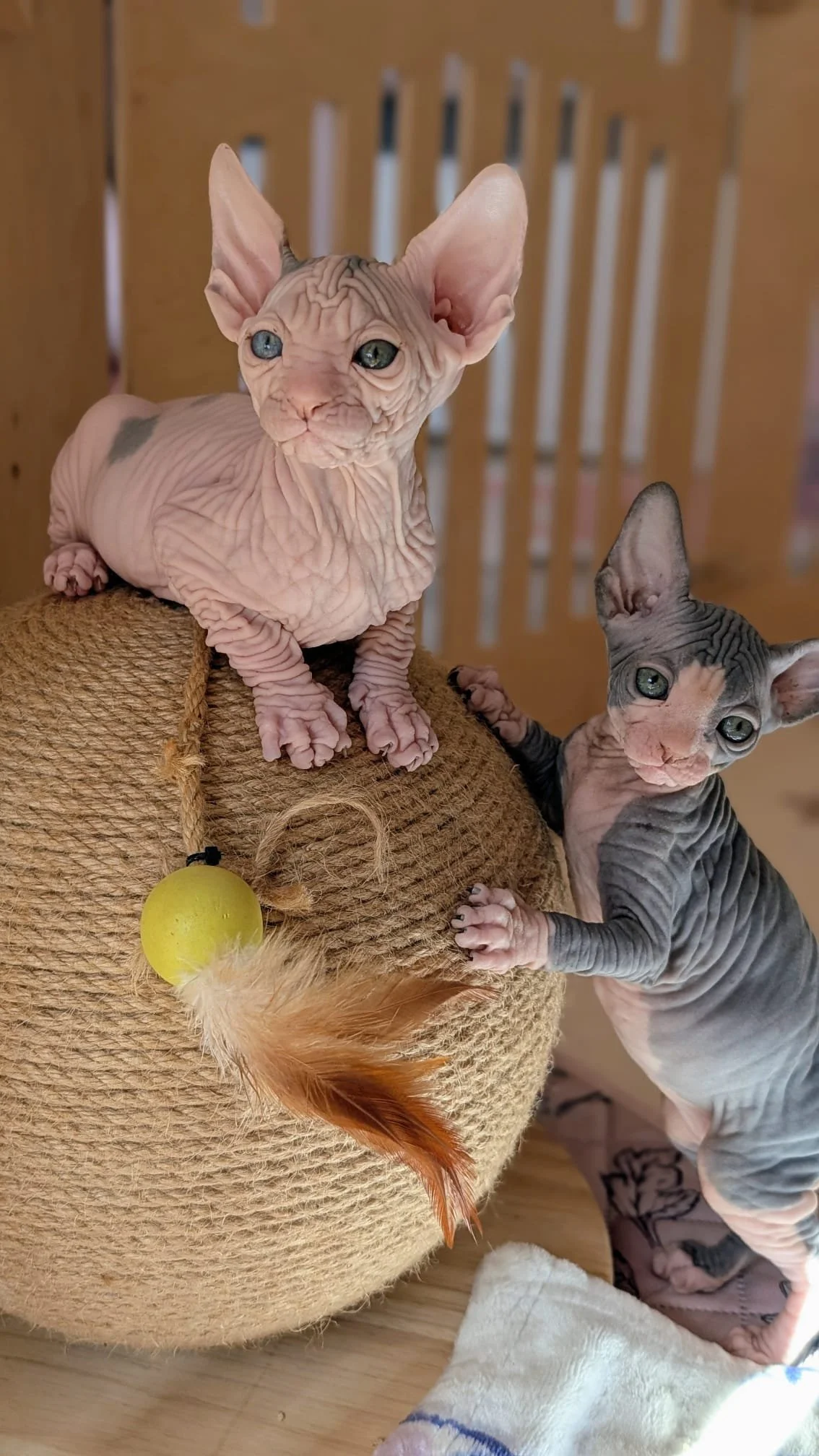Two Sphynx cats, one sitting on top of a scratching post and the other standing beside it, both with hairless, wrinkled skin and large ears.