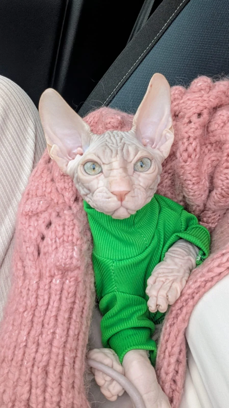 A Sphynx cat with hairless, wrinkled skin, large ears, and pale blue eyes, wearing a green outfit, lying on a pink knitted blanket inside a vehicle.