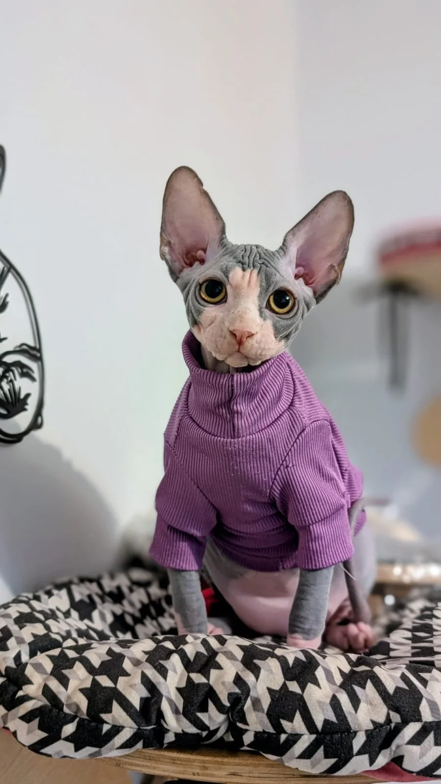 A S phinx cat with large ears and wrinkled gray skin, wearing a purple sweater, sitting on a patterned blanket.
