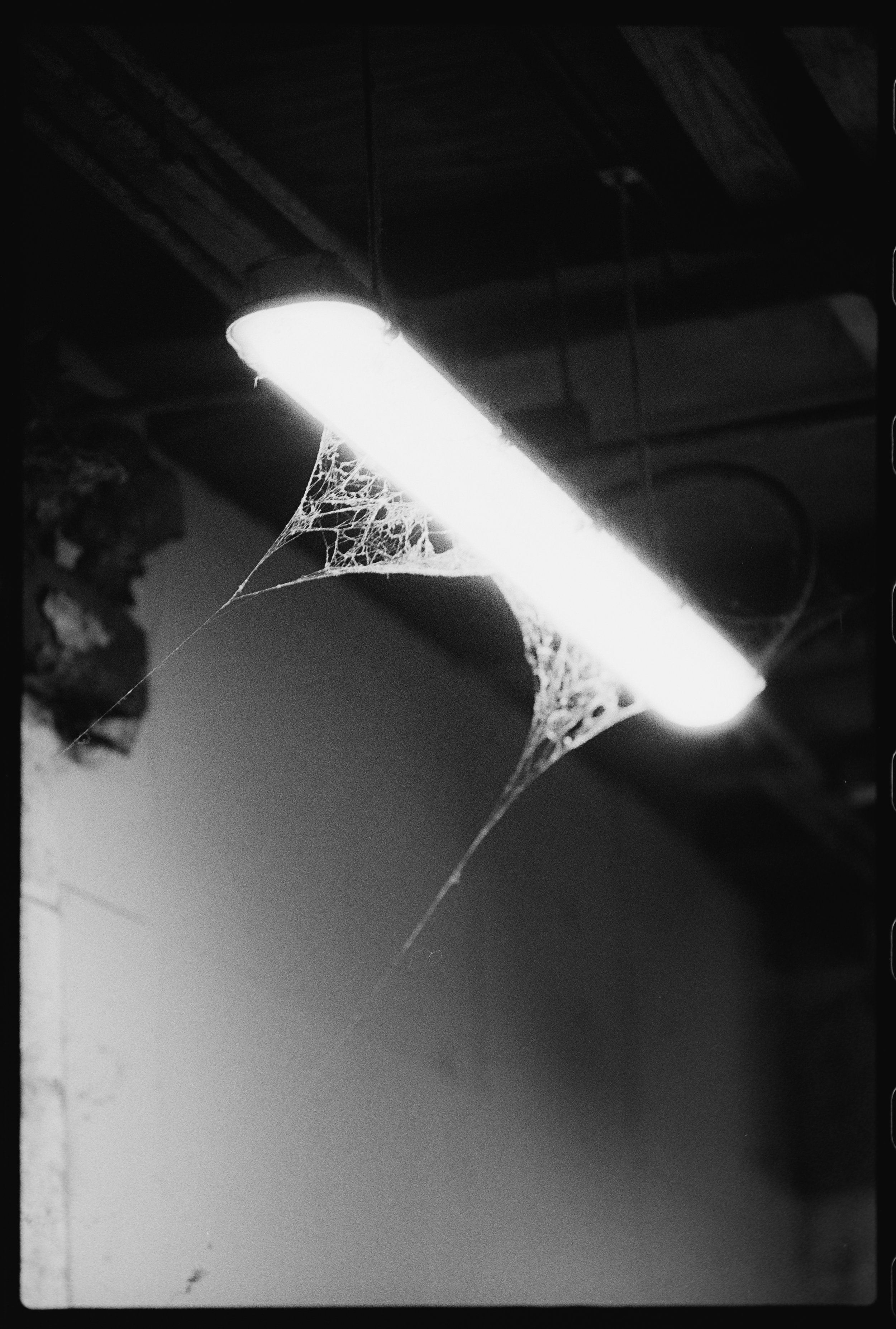 Kentmere 400 12.31.25-2.jpg