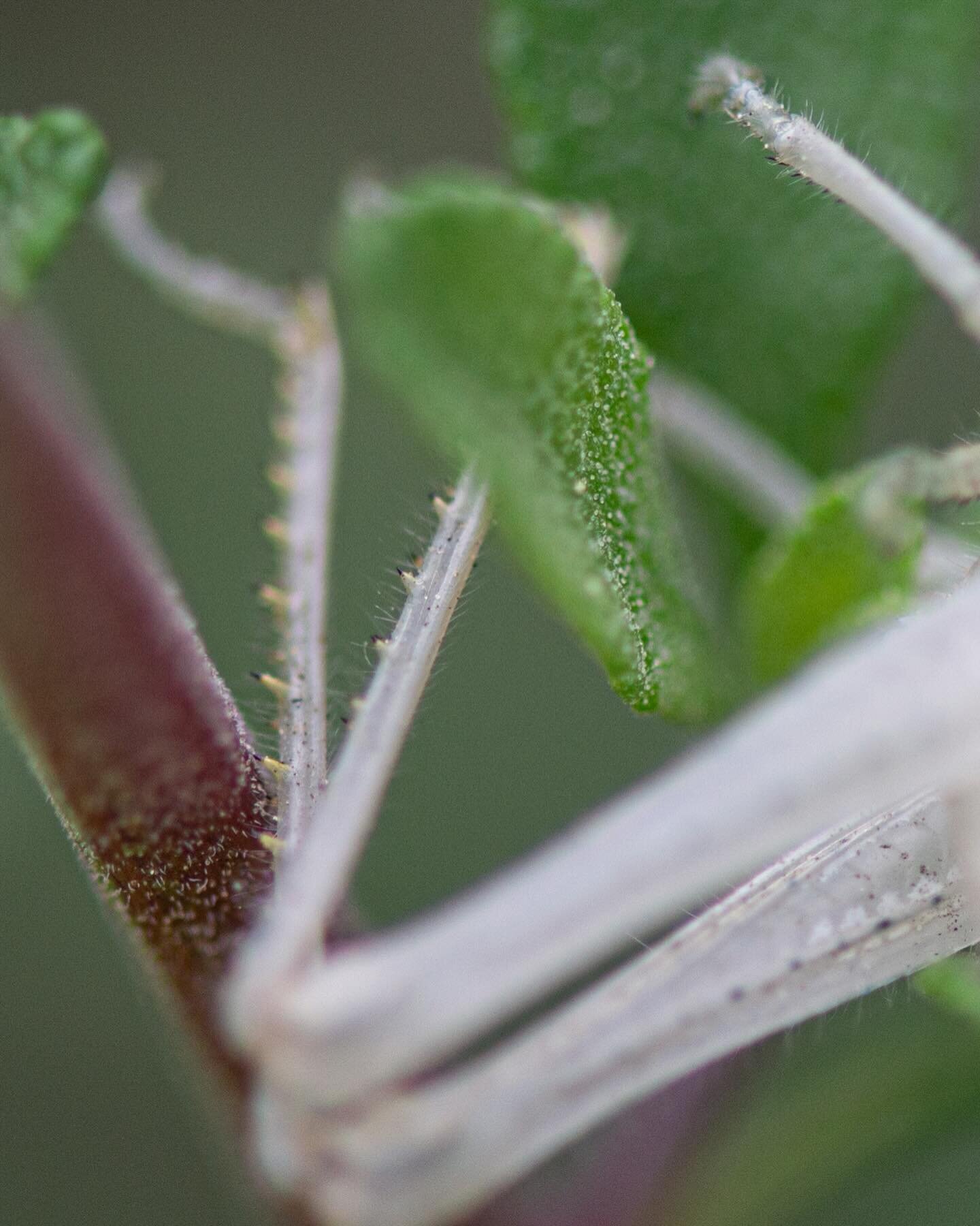 Shed
.
Discovered this molt of a short-horned grasshopper, lying in empty repose, safely sheltered within a Salvia clevelandii, here in Northeast LA.
.
Molting is essential stuff for most things with an exoskeleton, a right of passage that ushers in 