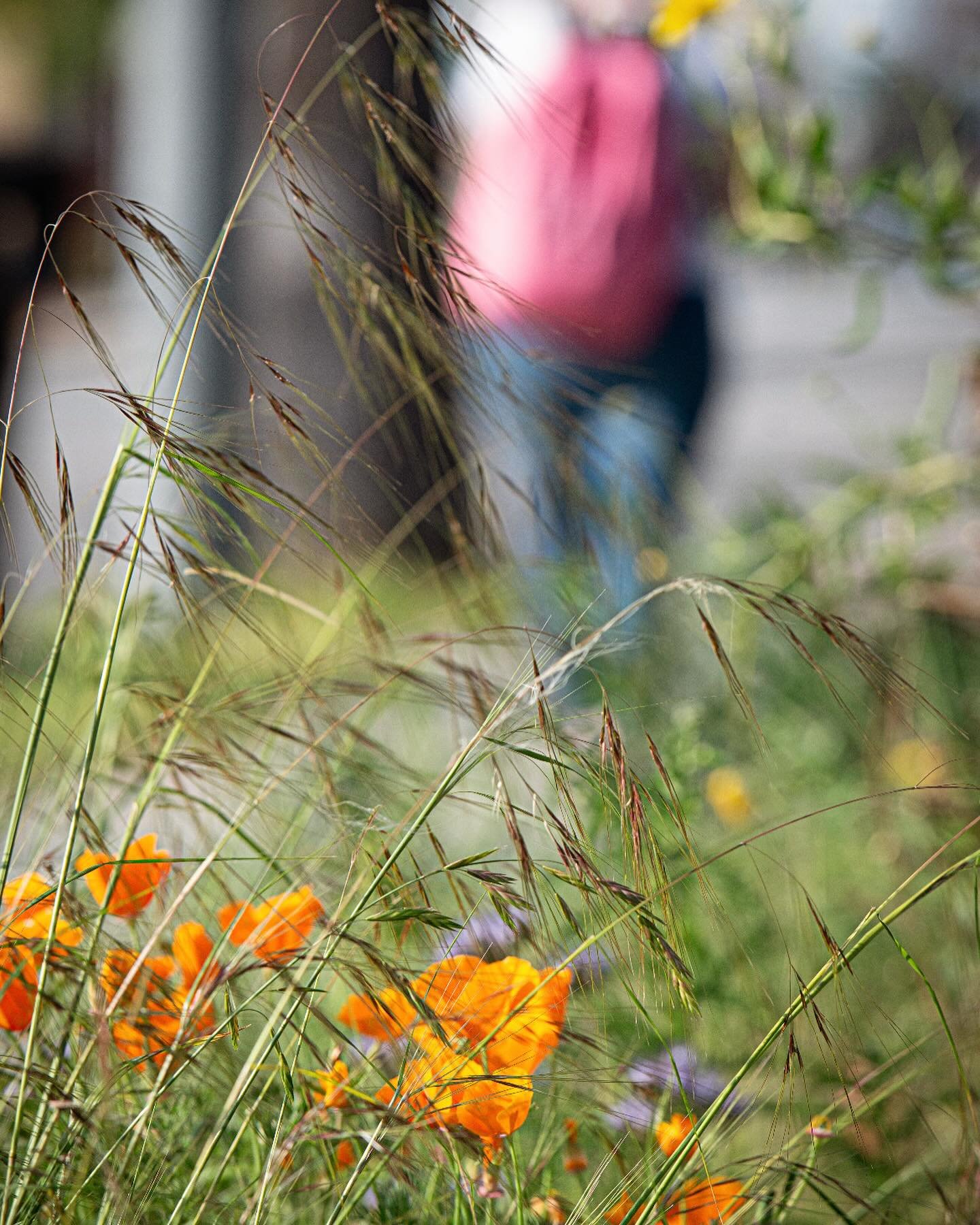 Poppies &amp; Purple Three Awn &amp; a City Sidewalk
.
Such beauty and so many passers by and that&rsquo;s alright with me. Life and spring  along Eagle Rock Blvd.
#nela #eaglerockla #habitatgarden