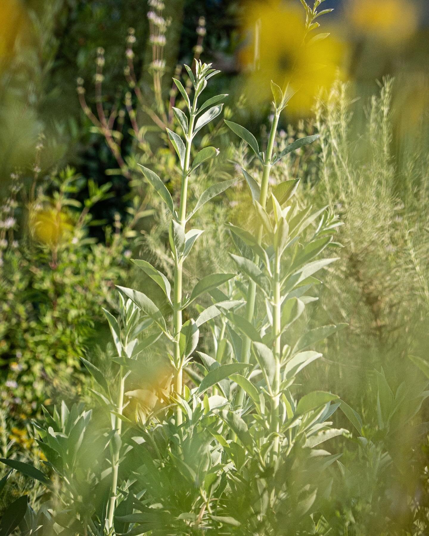 White Sage, Black Sage &amp; California Sunflower
.
&hellip;in the ERPC Native Garden