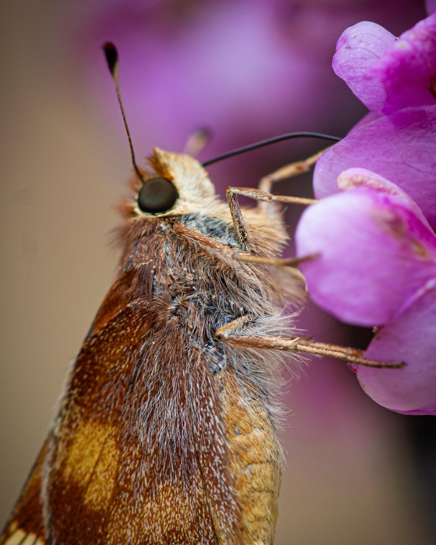 Umber Skipper on Western Redbud
.
A pause while swapping out squirrel-decimated Dudleya in  client&rsquo;s garden revealed that a brown leaf on a redbud blossom was, in fact, this lovely nectaring Umber skipper, casually and thoroughly working the yo