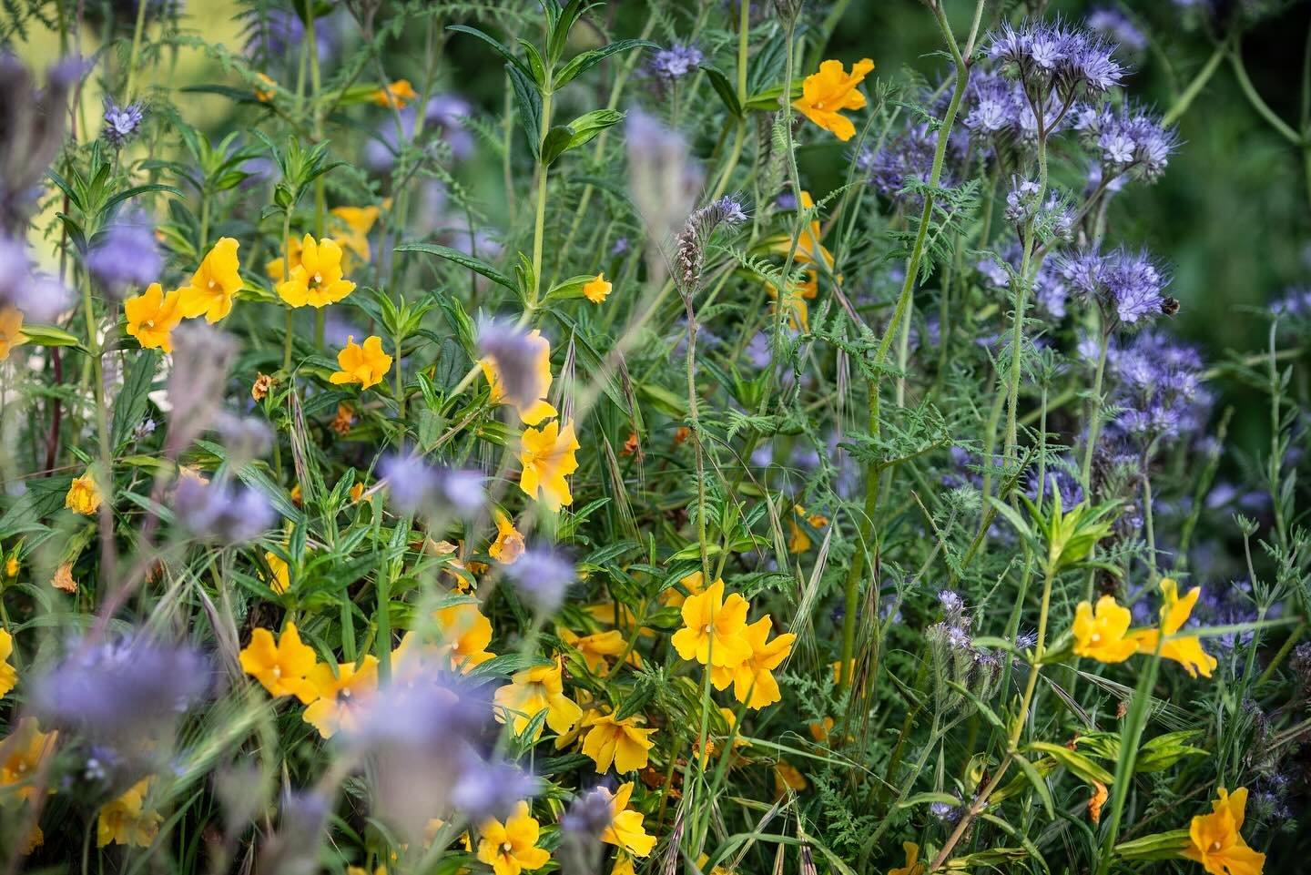 Just another roadside attraction..
.
.
Sticky Monkeyflower and Phacelia tanacetifolia here at the entrance to the ERPC Native Garden. 
.
#urbanhabit #urbanbiodiversity #nela #eaglerockla #pollinatorgarden #birdhabitat