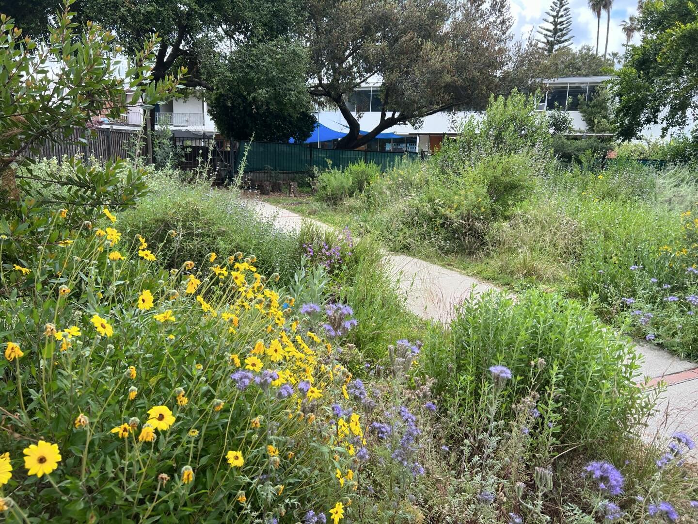 State of Things at ERPC Native Garden:
.
.
.
In a word: lush. The wet winter has nearly doubled the density of this chaparral garden. Everything is embarrassingly voluminous, and certainly in need of some intervention.  But for now, just know that th