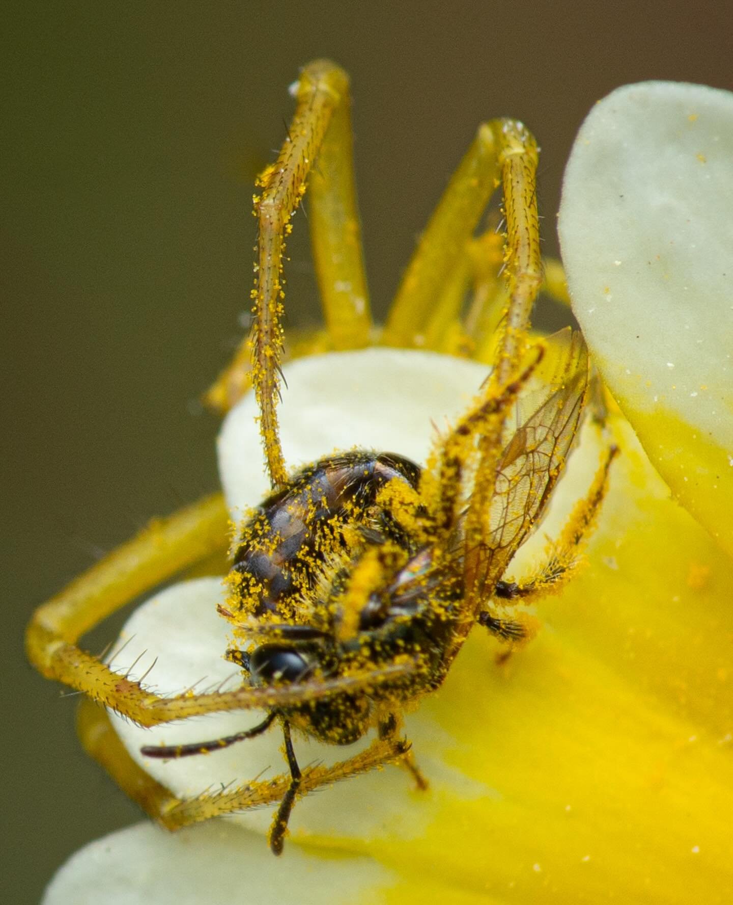 Catch and Release?
.
Assisted by the hawk-like eyes of @beesip , I photographed this diminutive Halictus tripartitus in the (assumed) death grip of a crab spider. But miraculously, she busted out a spinning, Aikido-esque maneuver and flew off to resu