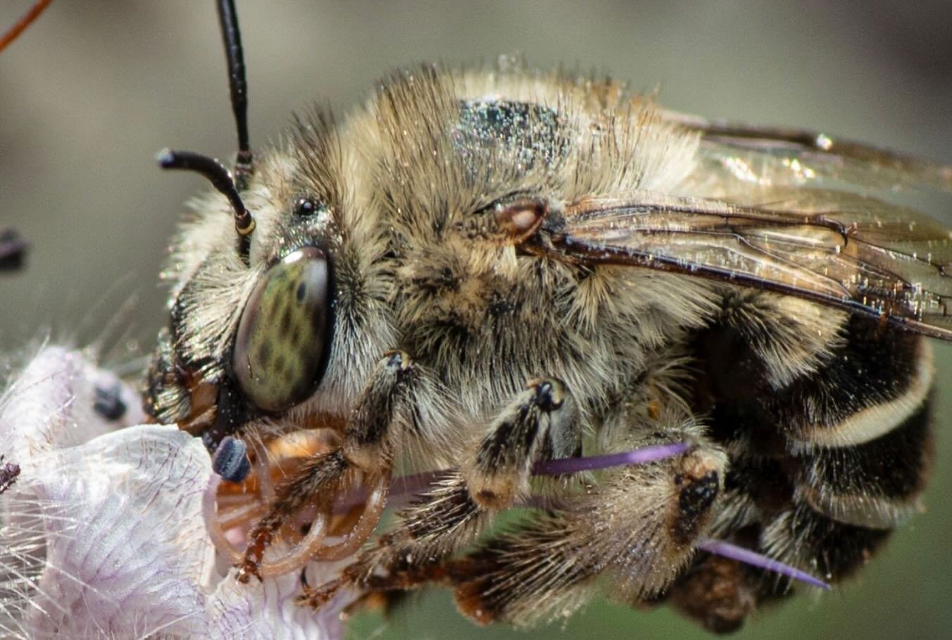 Psycho Fluffy Bee
.
Aka: Anthophora californica, a bee so frenetic and hard to shoot that  I damn near threw my Nikon set up into the woods and broke down sobbing. 
.
.
Macro pix of bees make them look so chill, like compliant performers offering the