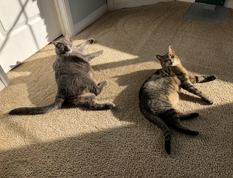 Kitty Thought Leaders