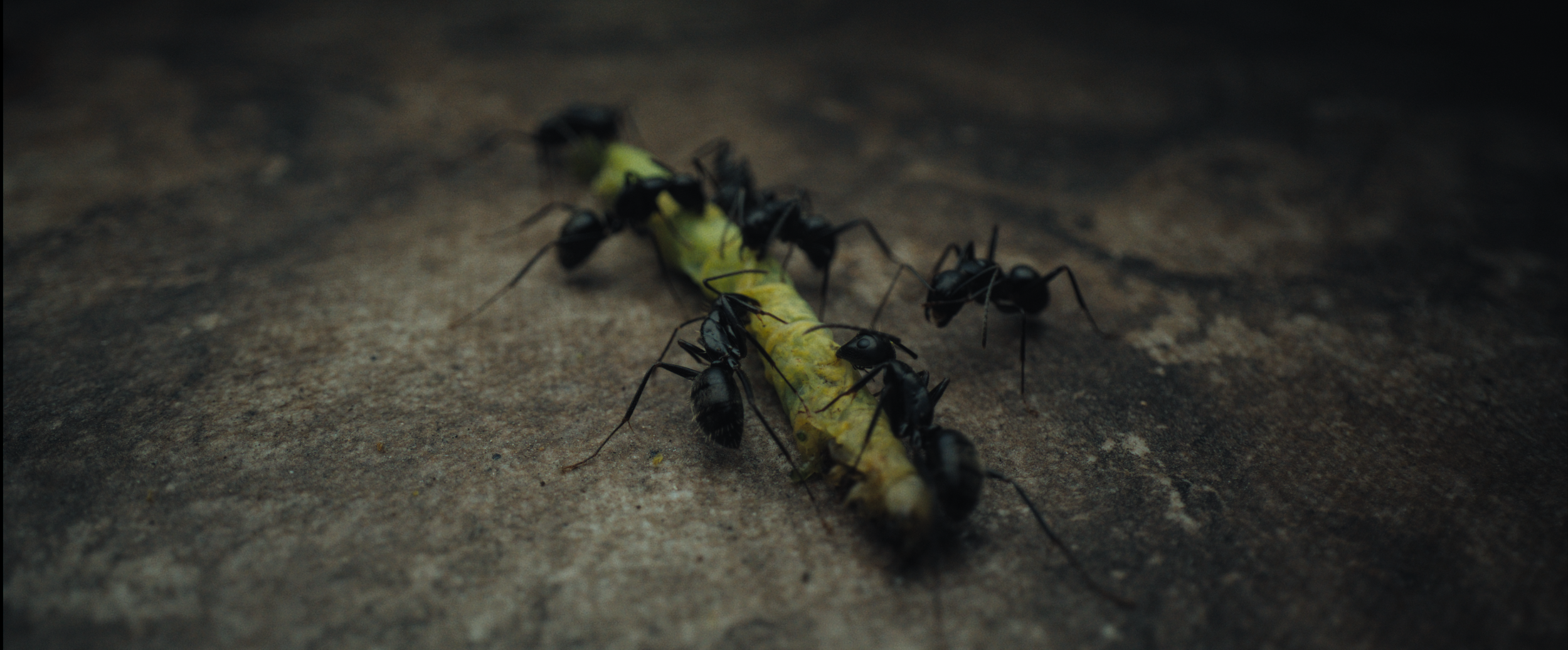 Screenshot 2023-07-05 at 12.46.56 PM.png