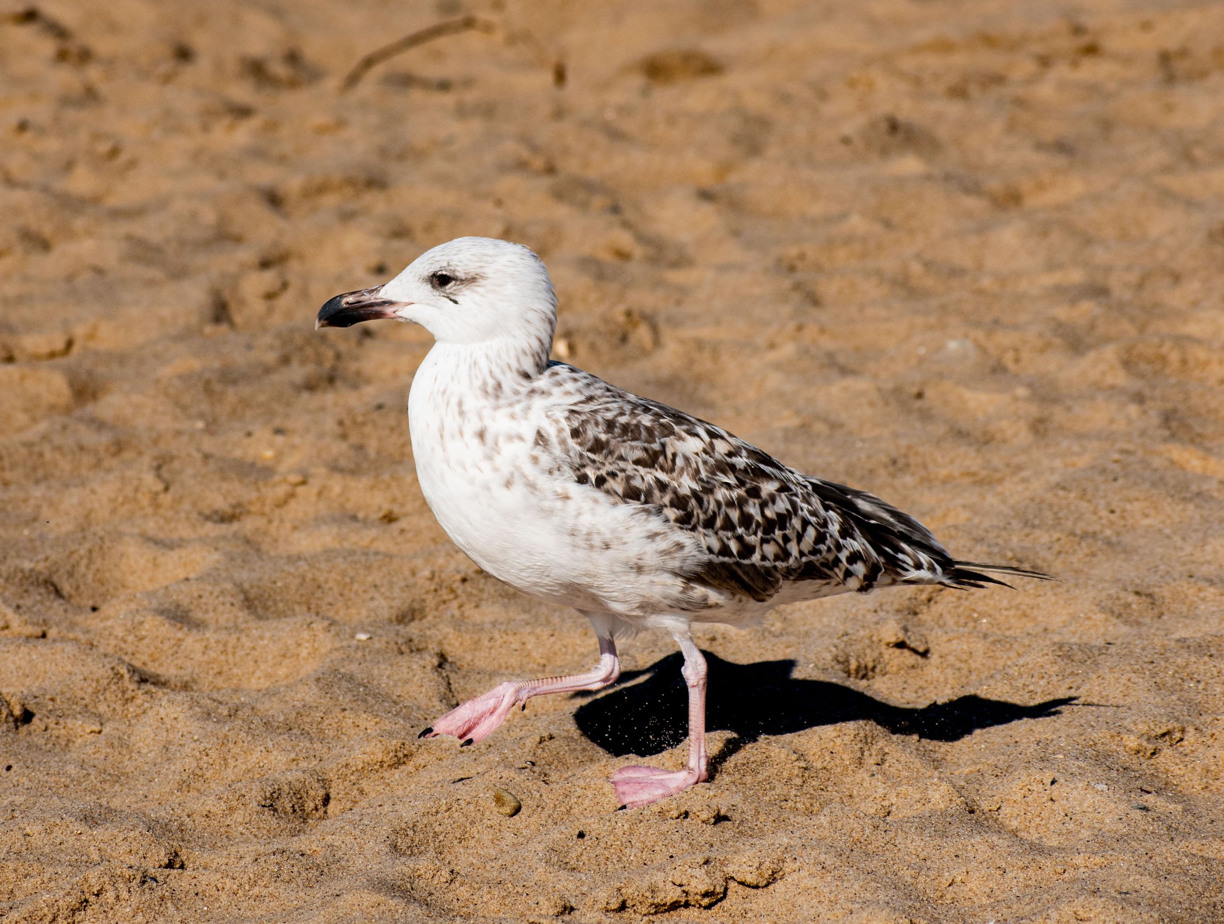 Personal Projects-1.jpg