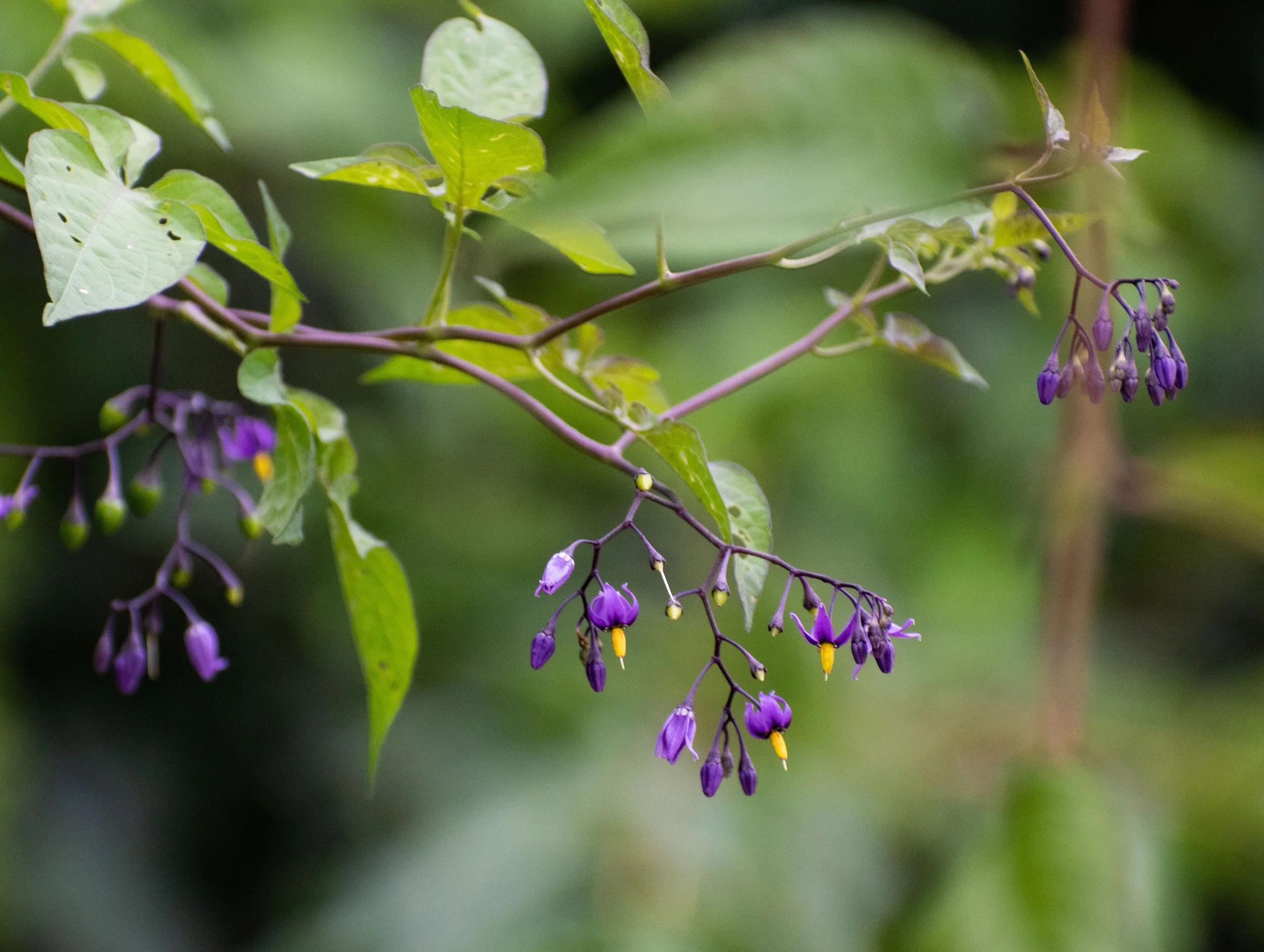 Personal Projects-3.jpg