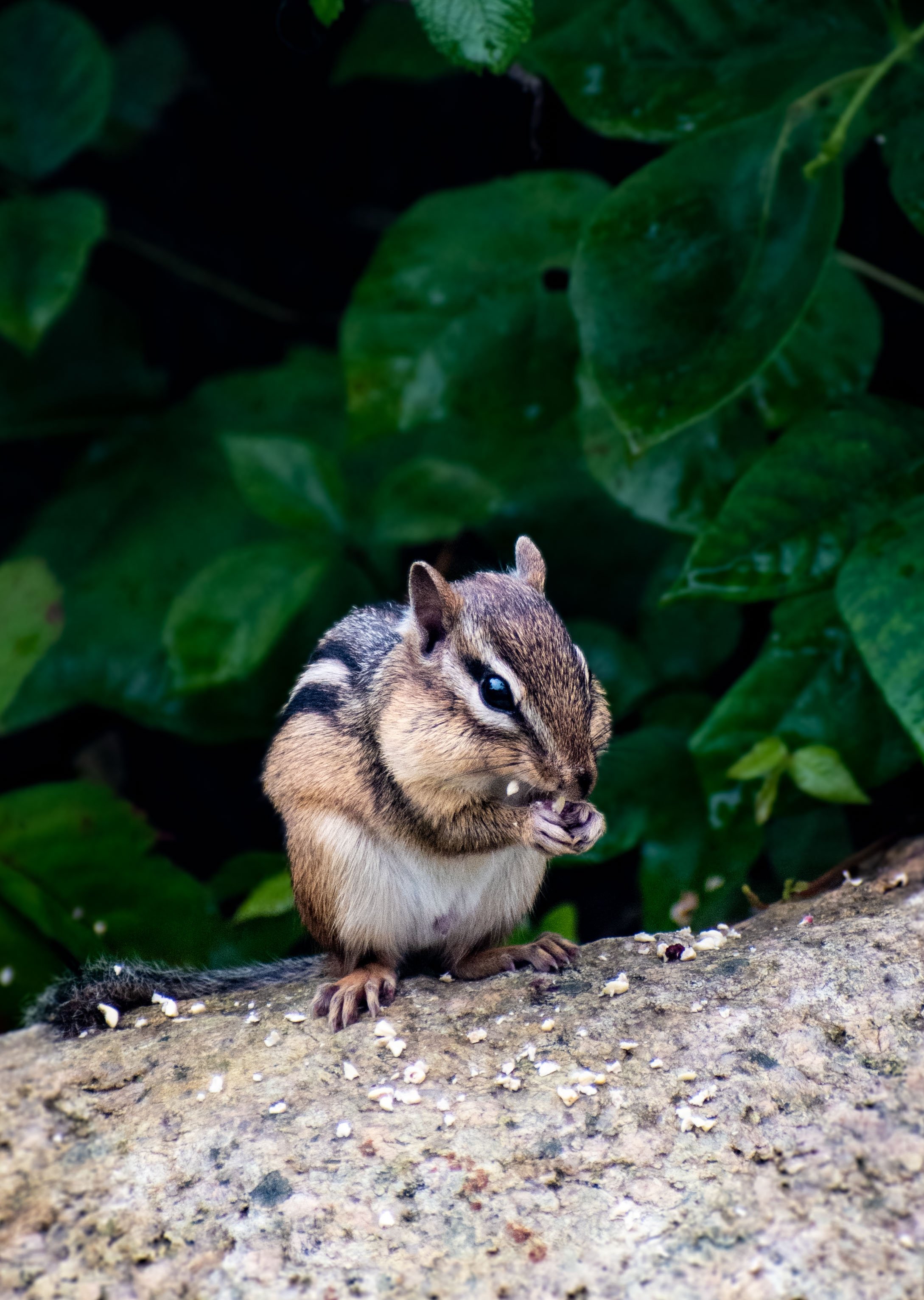 Personal Projects-5.jpg