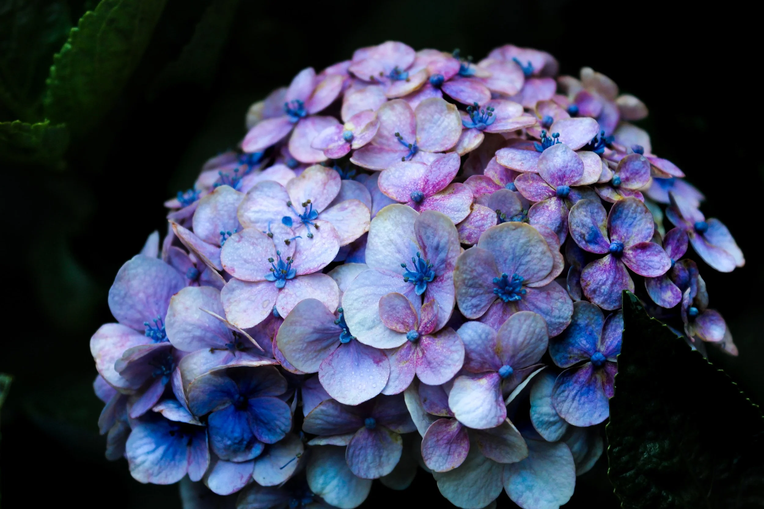 Purple Flower.jpg