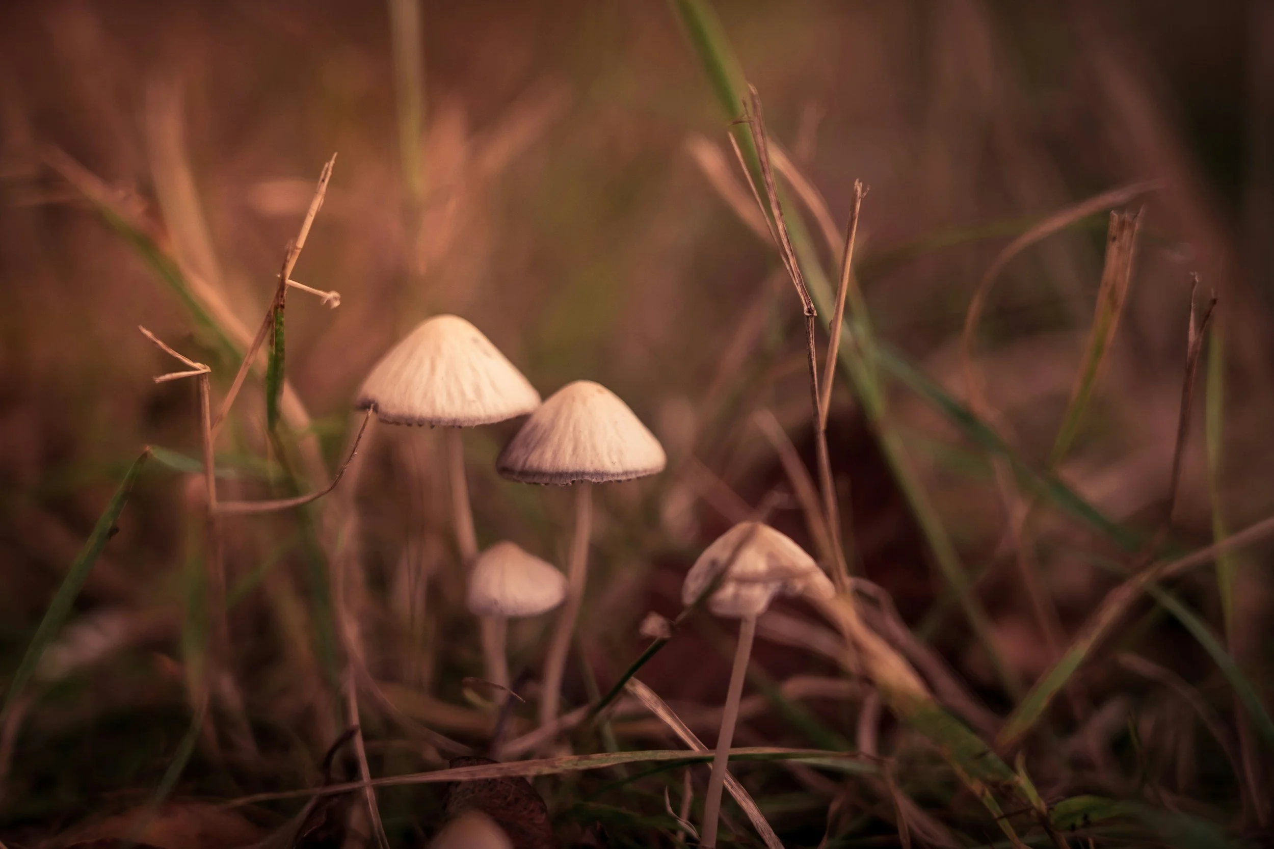 Is Psilocybin Safe?