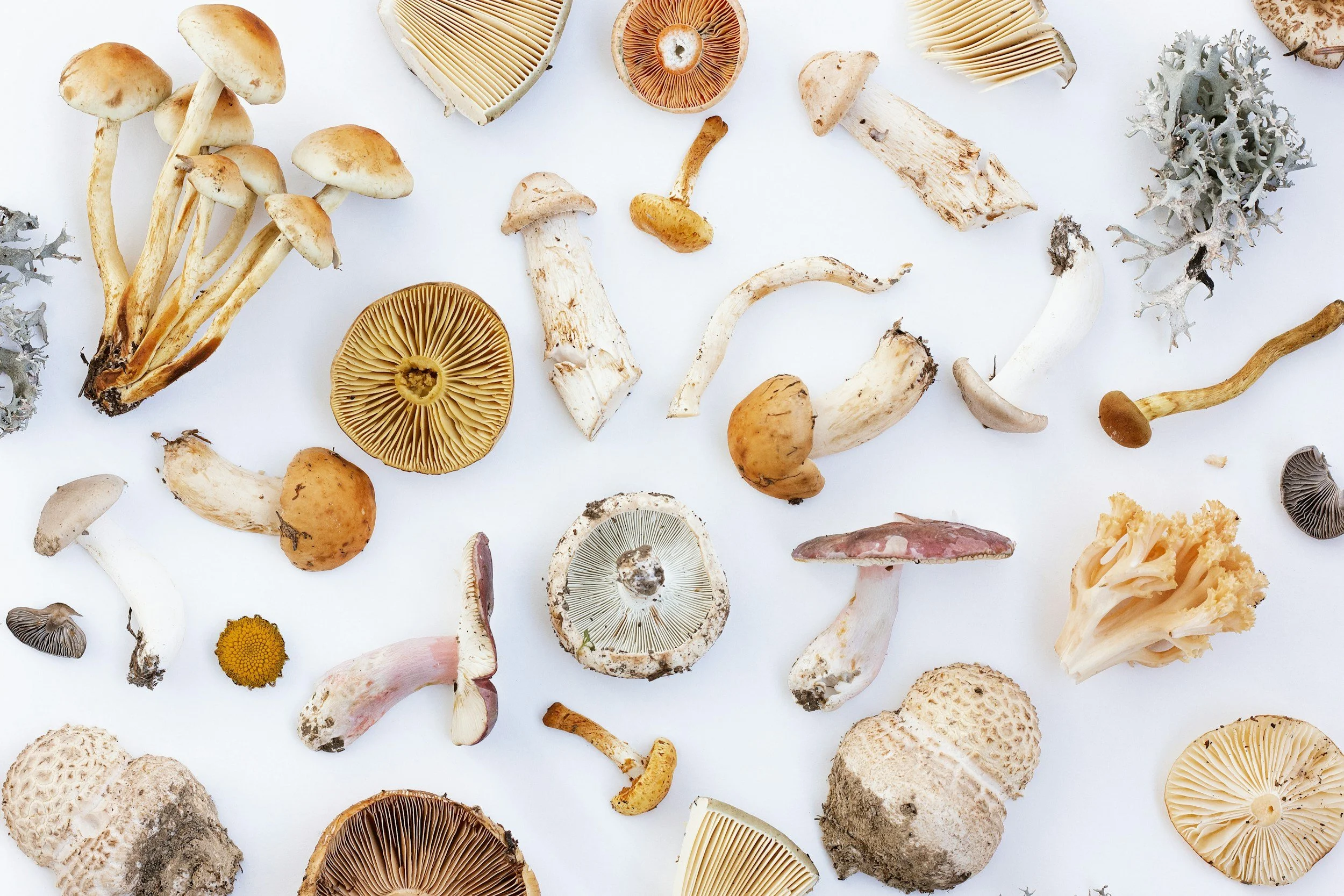 Various wild mushrooms scattered on a white surface, including different shapes, sizes, and colors.