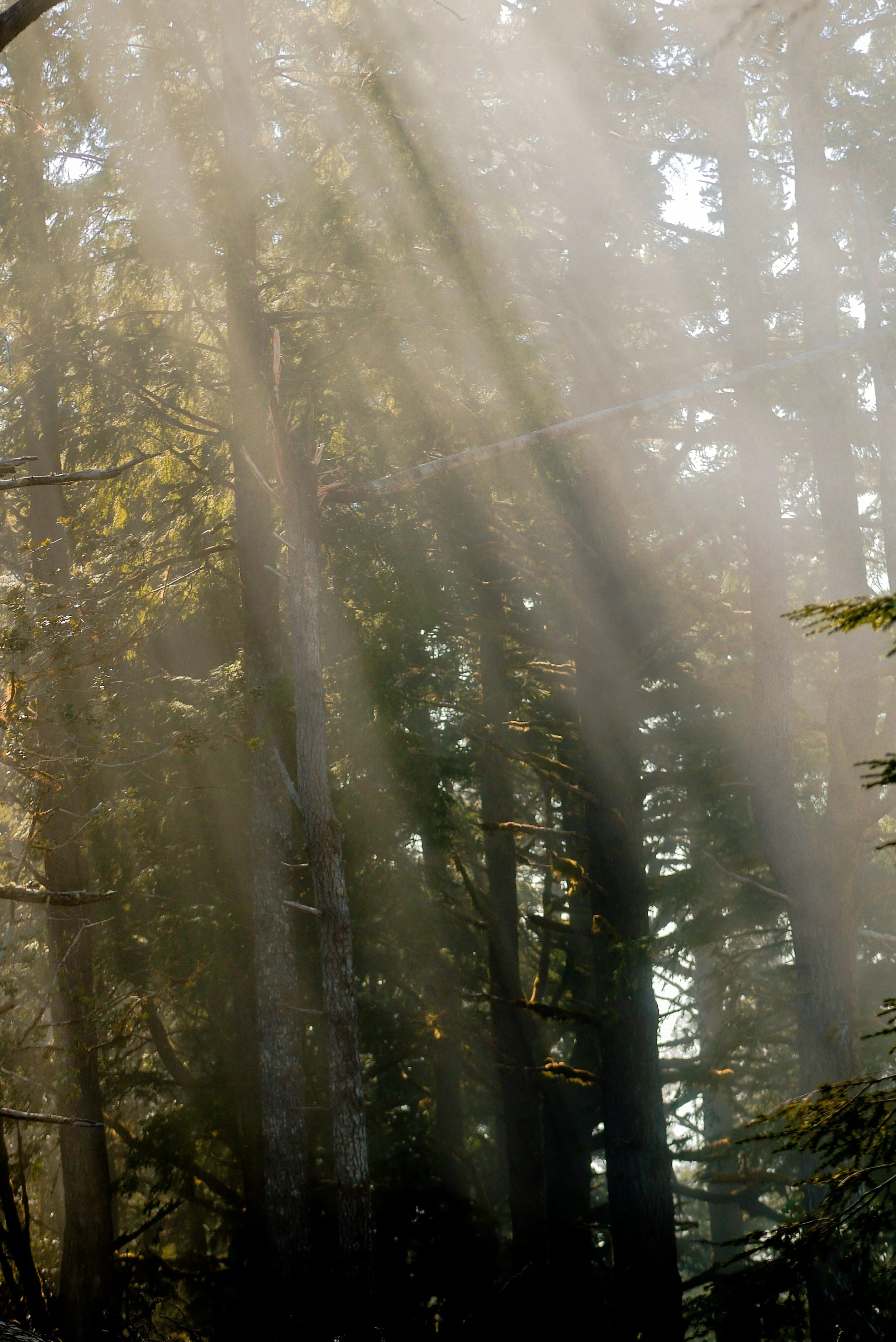 Psilocybin Therapy vs. Psilocybin Retreat: What's the Difference?