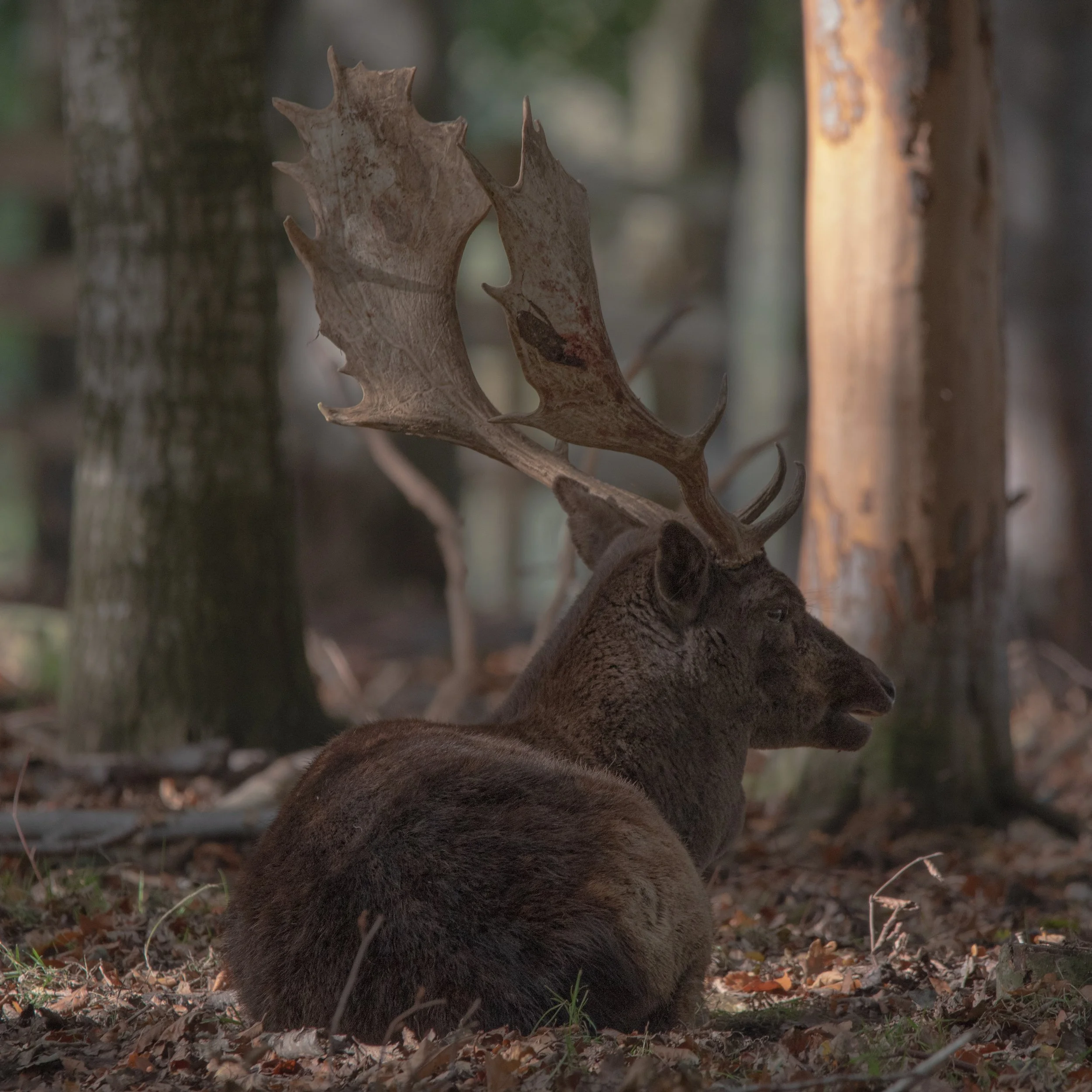 Fallow Deer stag at Raby Castle in Teesdale.