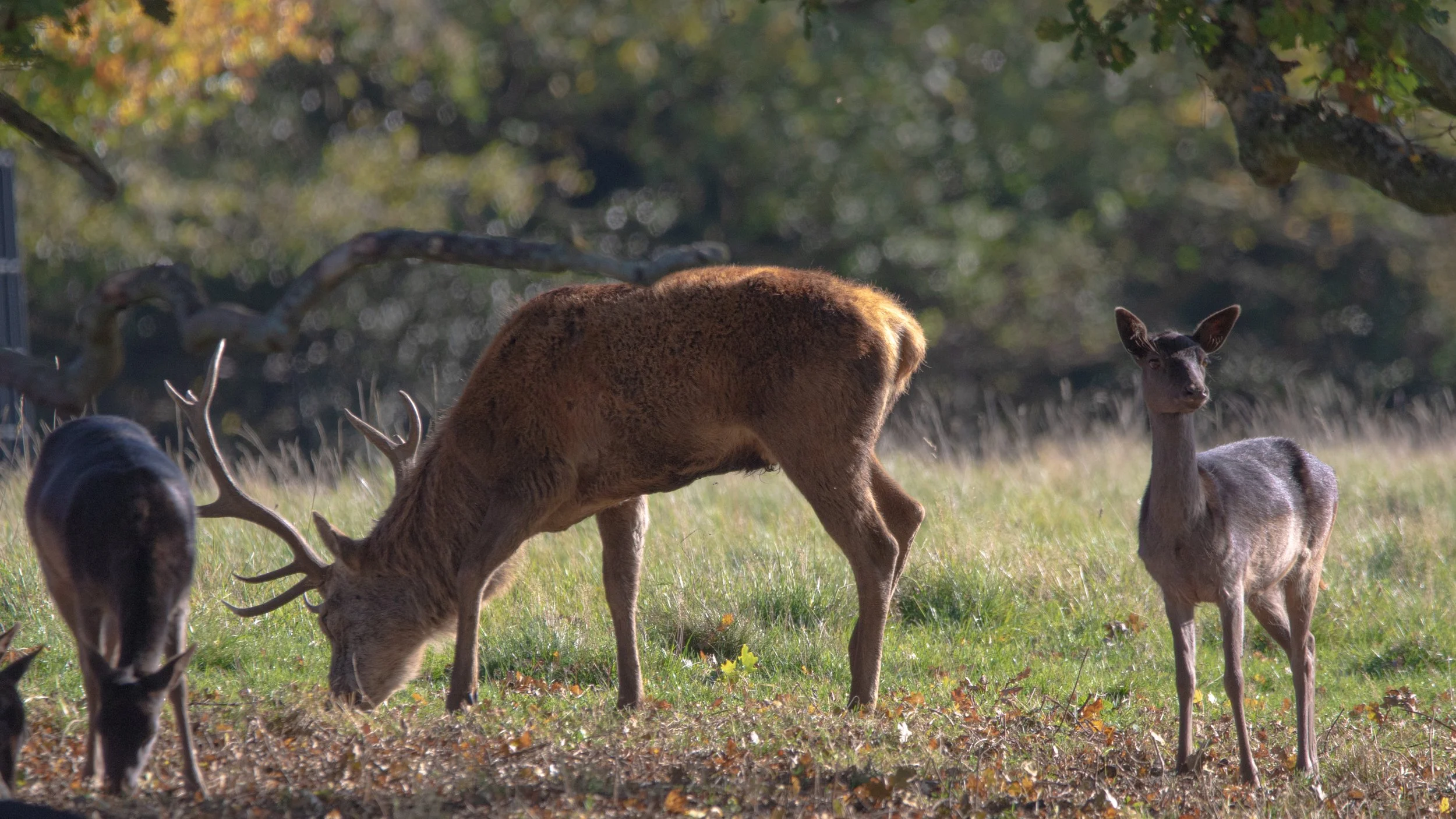 A Red Deer stag and Raby Castle on a sunny October morning.