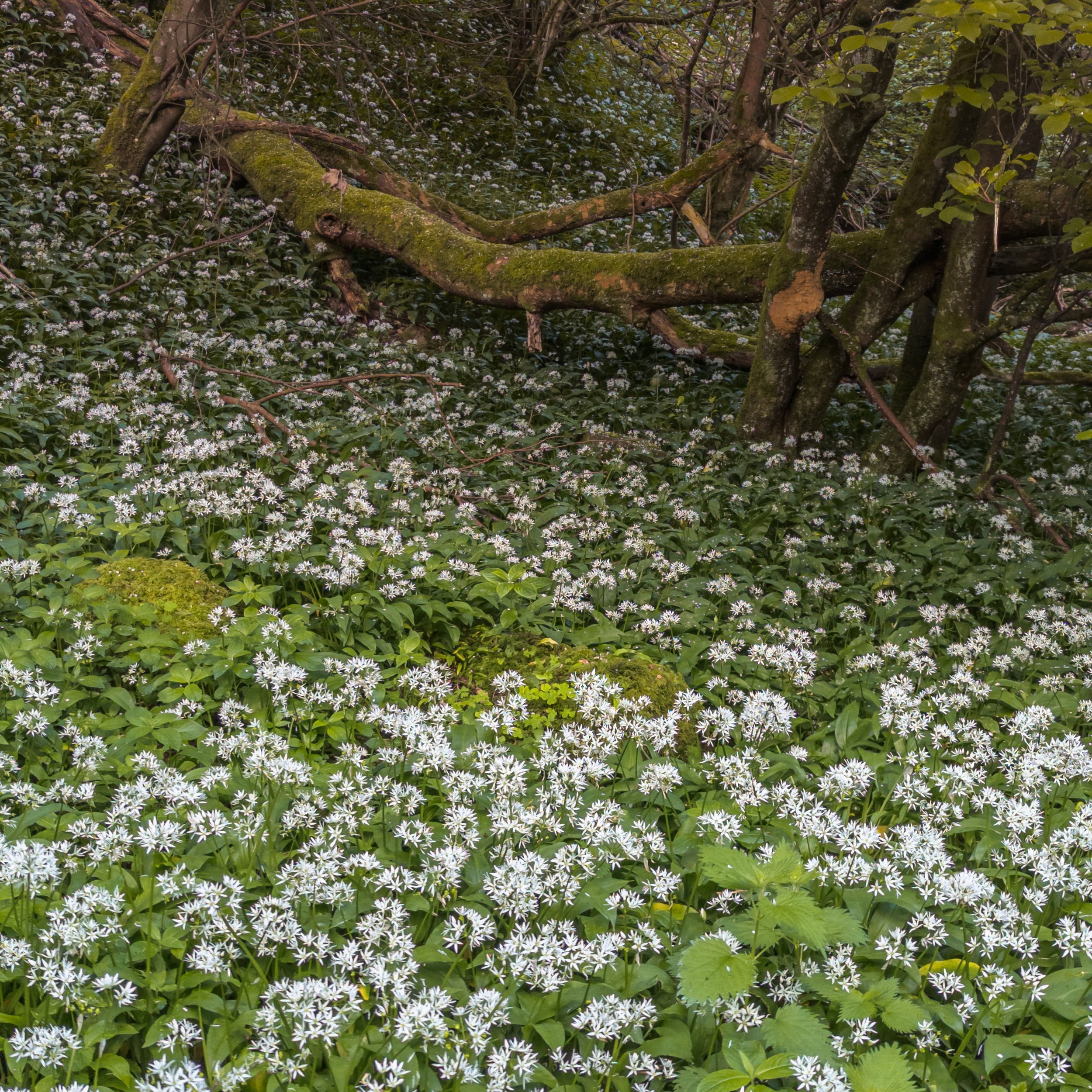 More wild garlic from Slitt Woods.