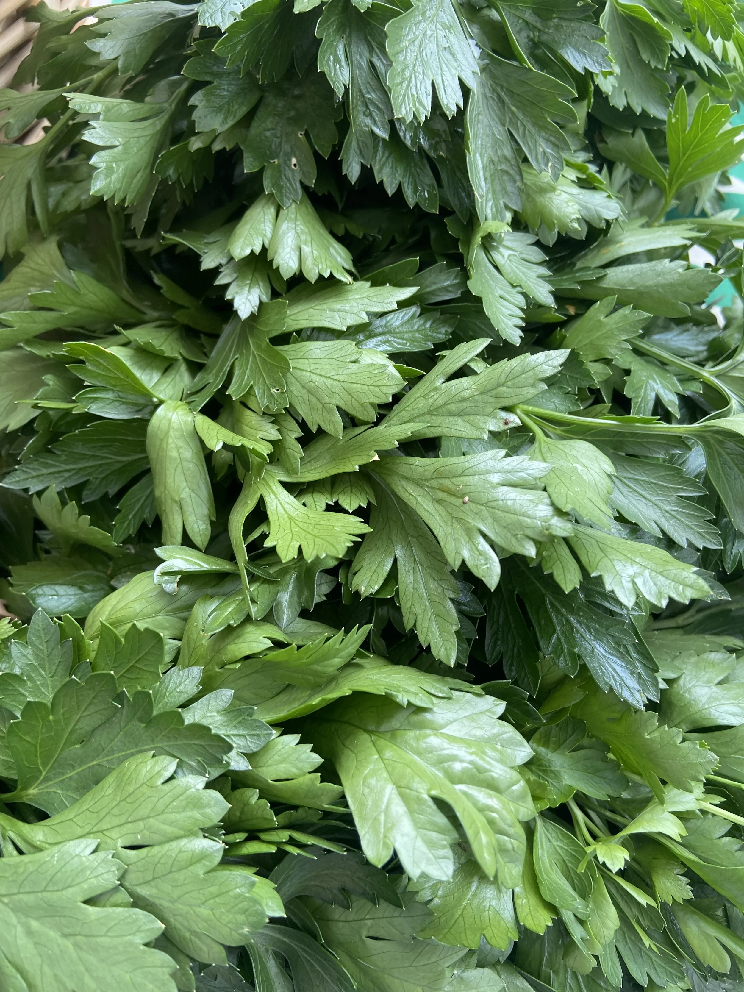 Parsley | Perejil