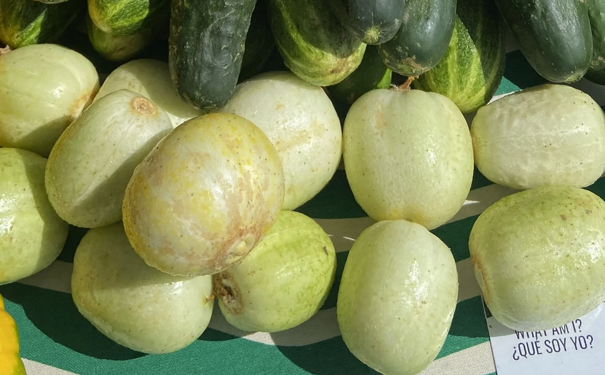 Lemon Cucumbers | Pepinos limón 