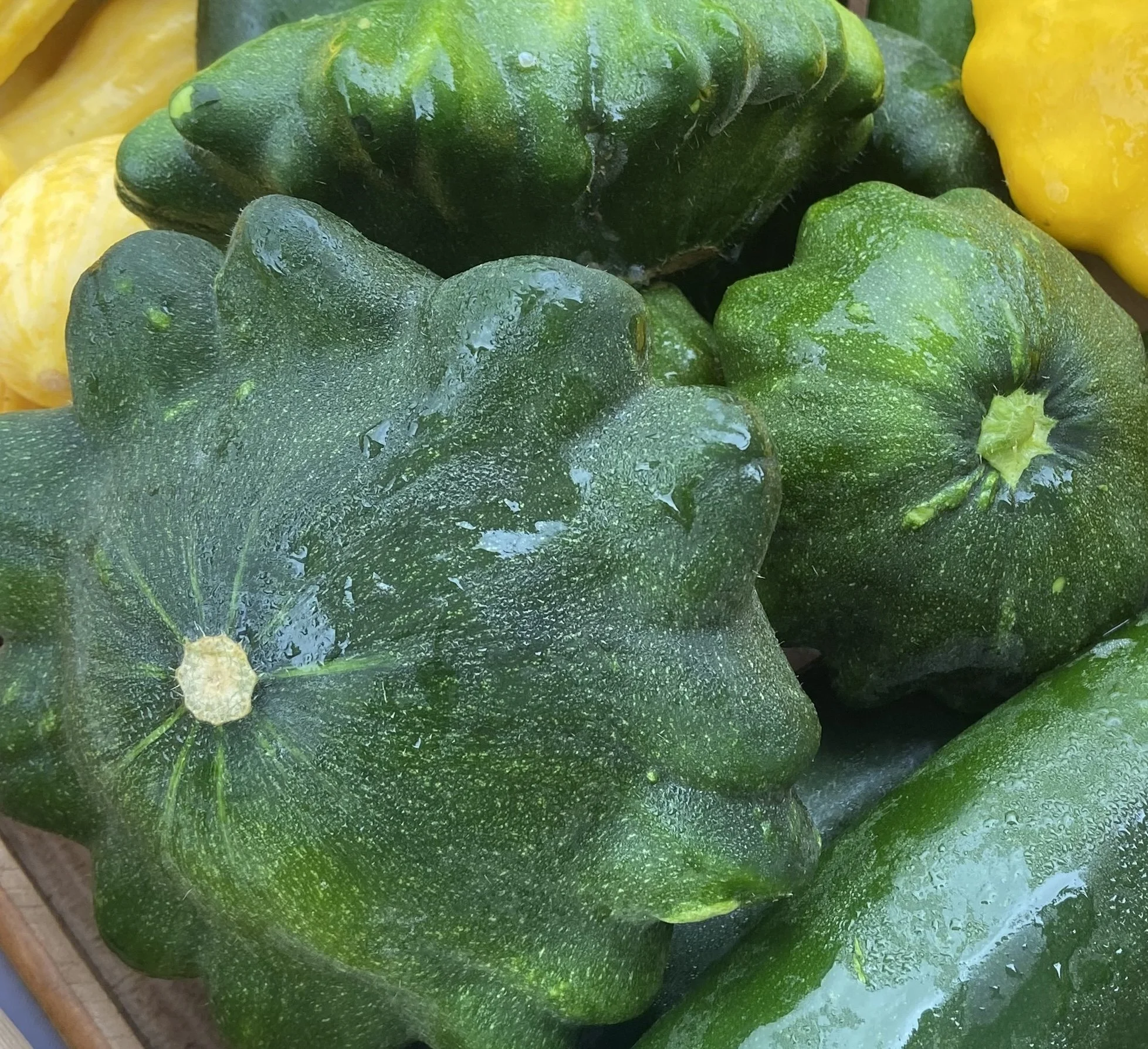 Pattypan Squash | Calabacin pattypan