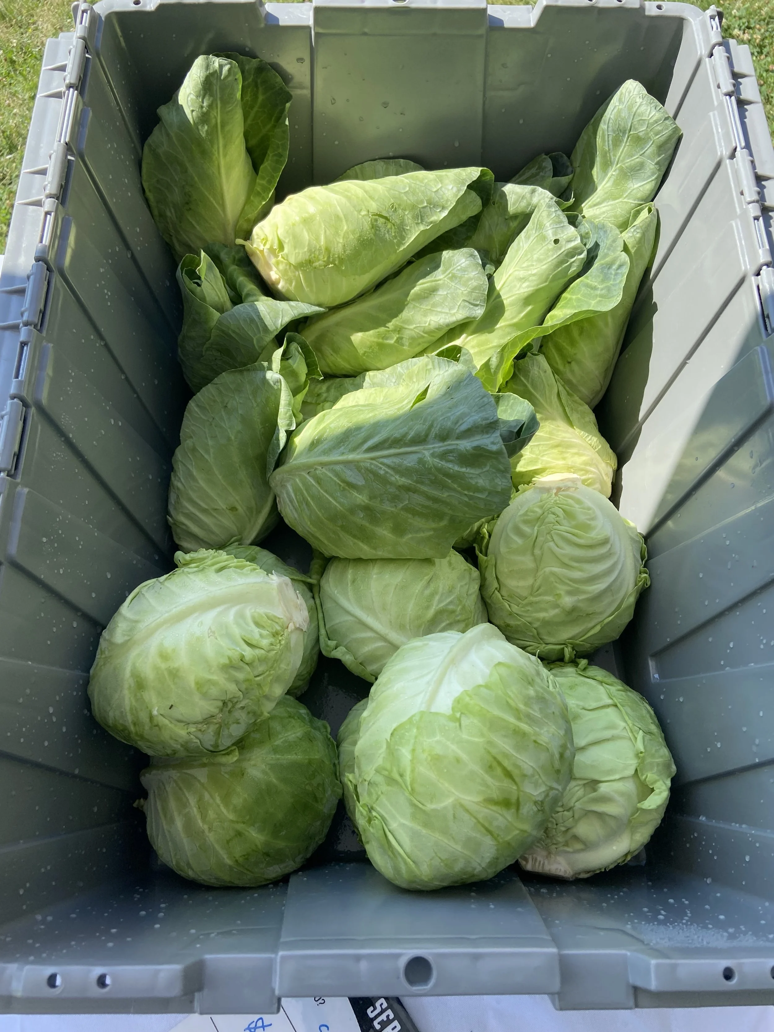 Cone and Cannonball Cabbage | Repollo cono y bala de cañón
