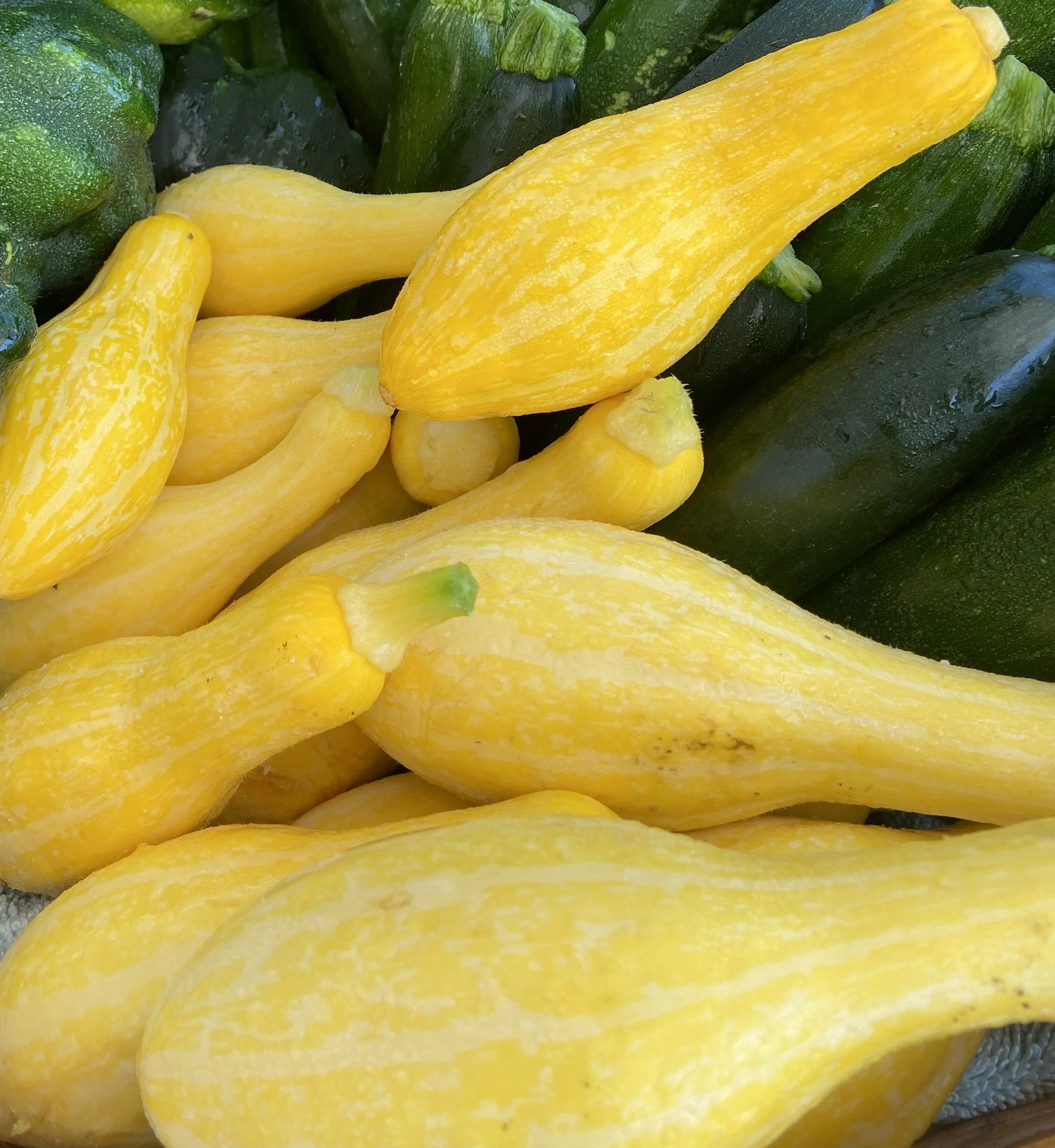 Tempest Squash | Calabacin Tempest