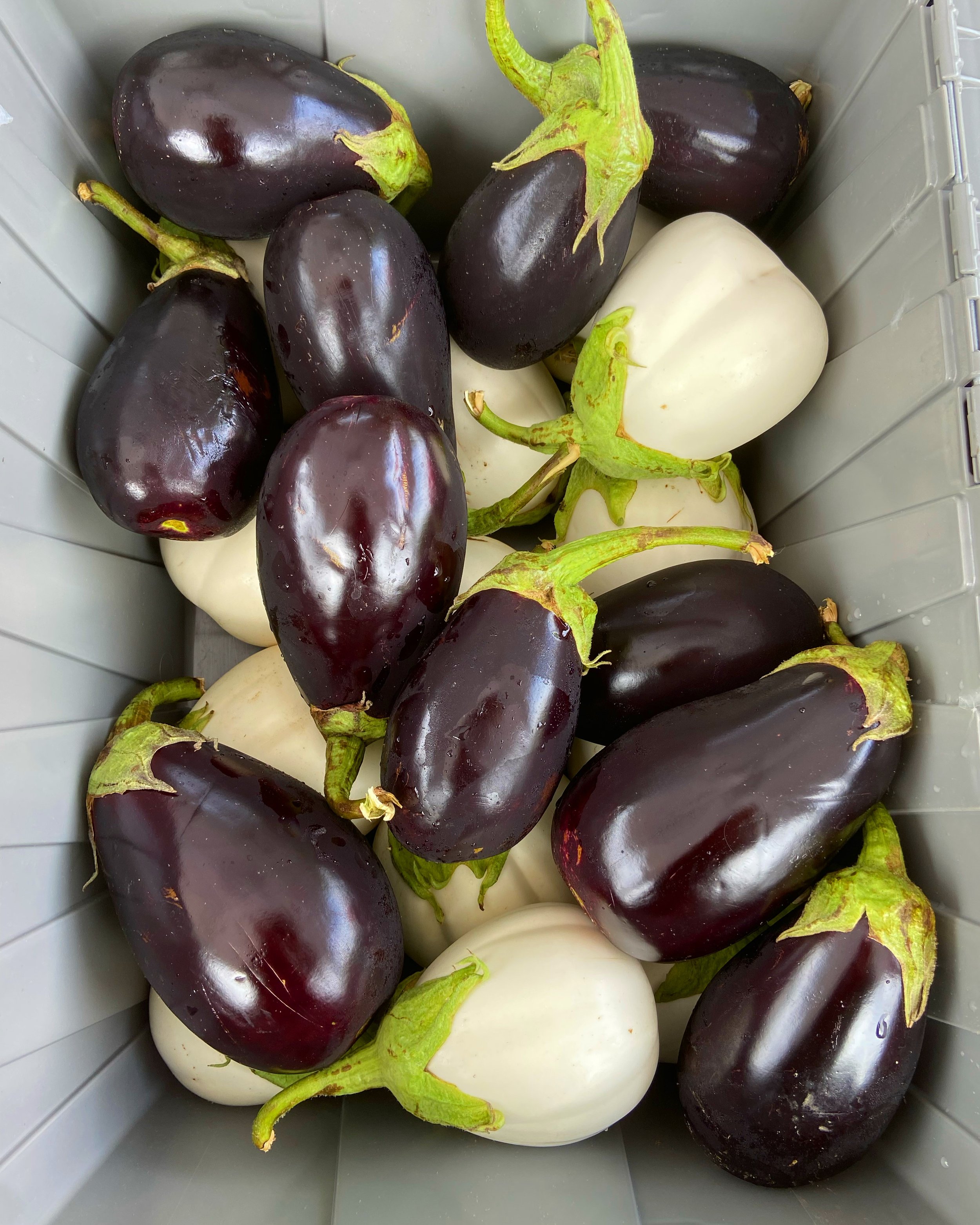 Italian Eggplant | Berenjena italiana 
