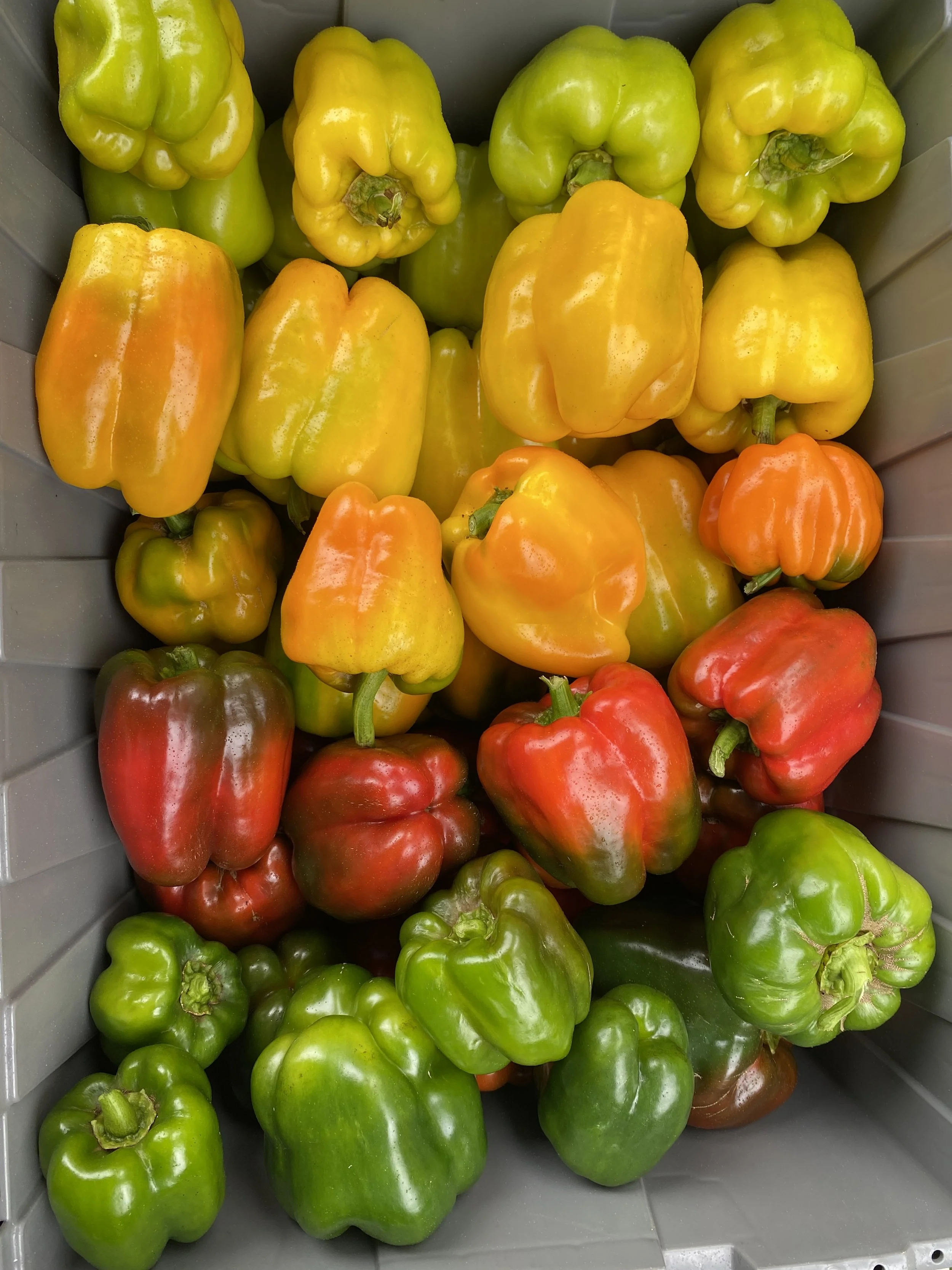 Bell Peppers | Pimientos Dulces