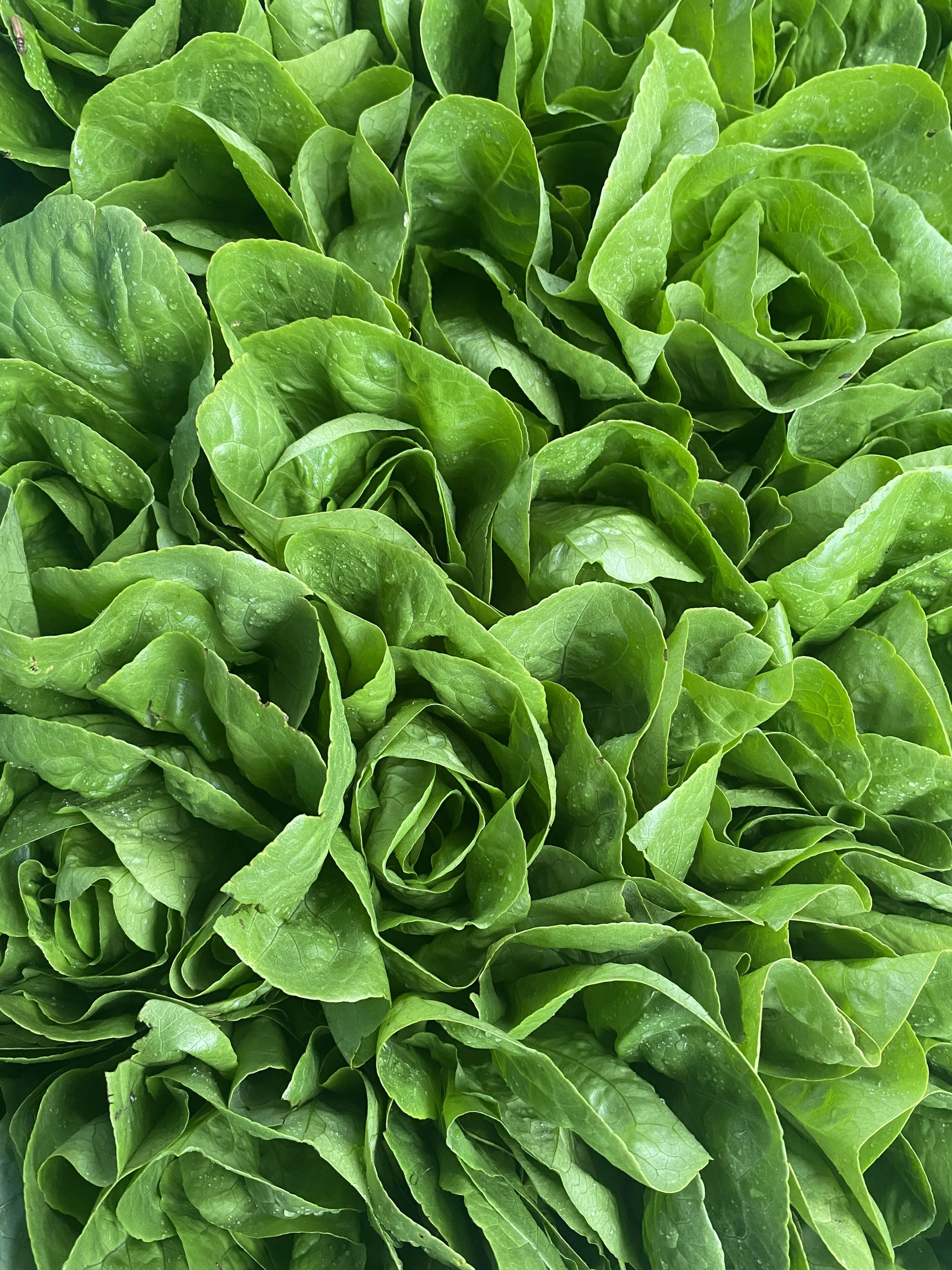 Little Gem lettuce | Lechuga Little Gem