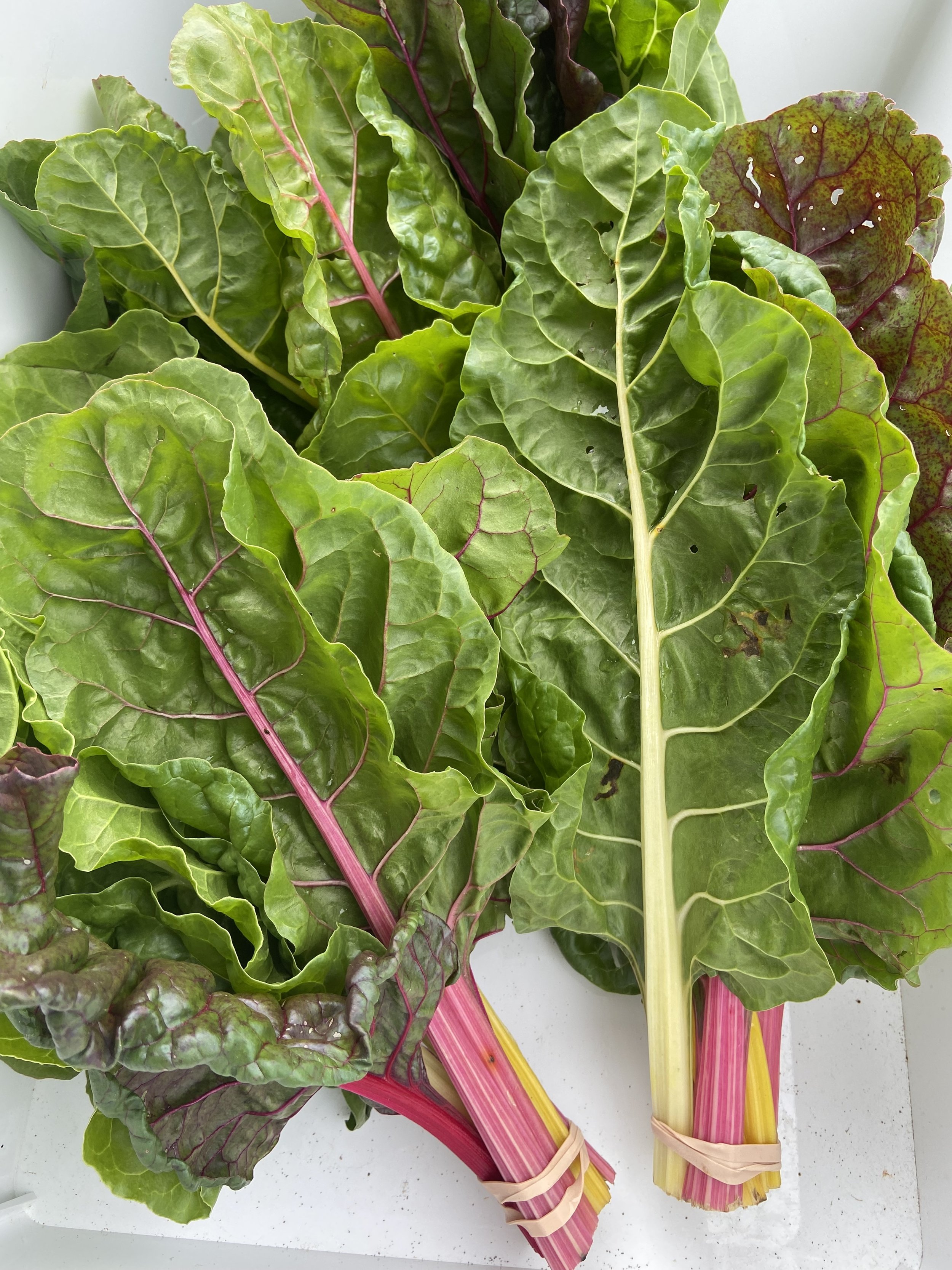 Rainbow Chard | Acelga