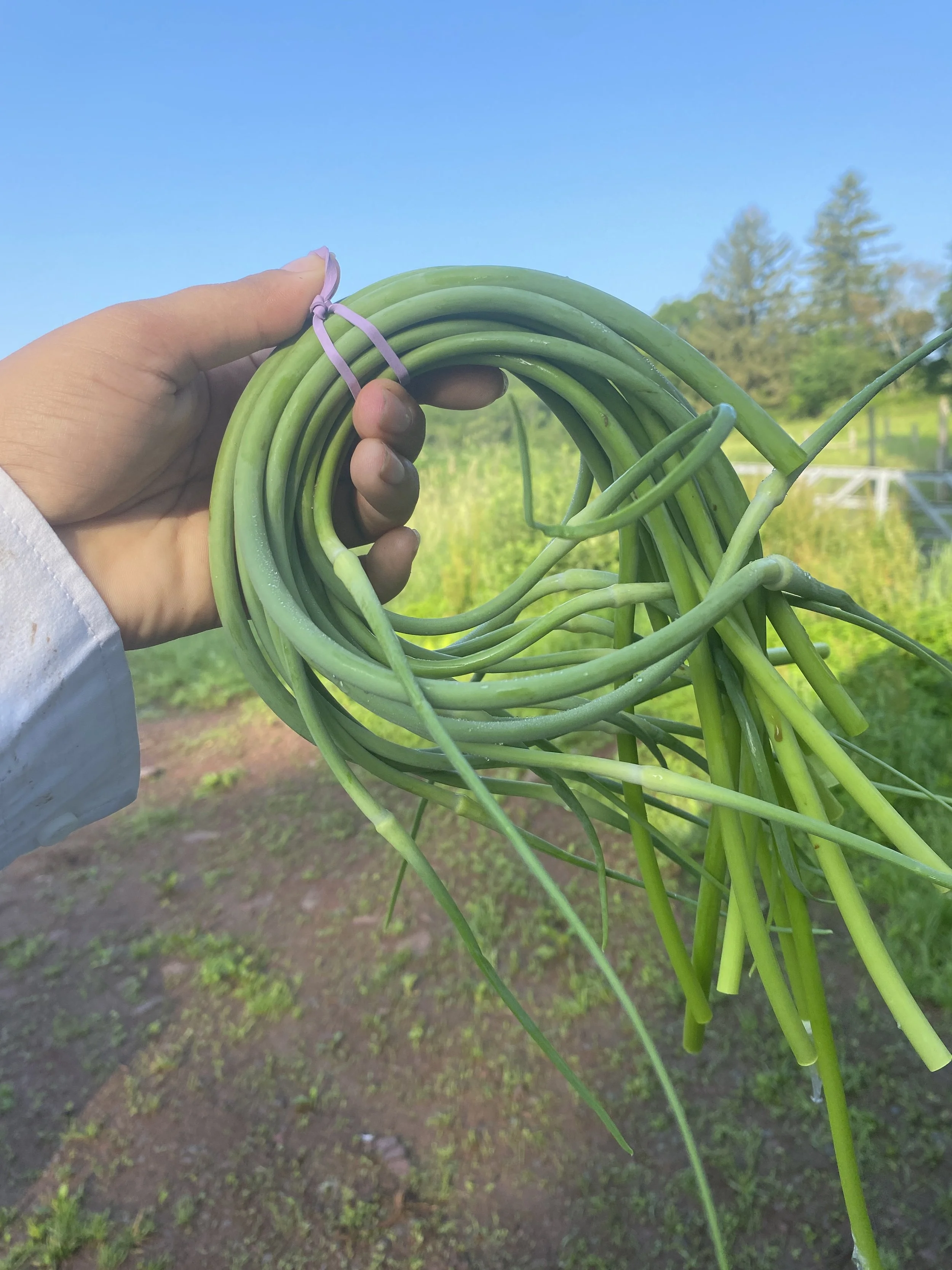 Garlic Scapes | Tallos de ajo