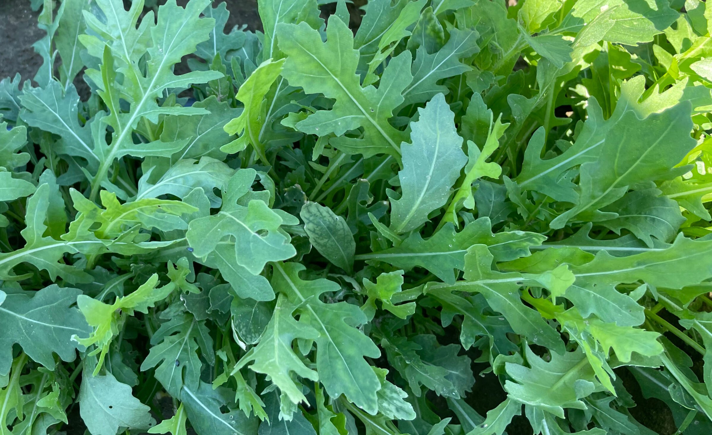 Arugula | Rúcula