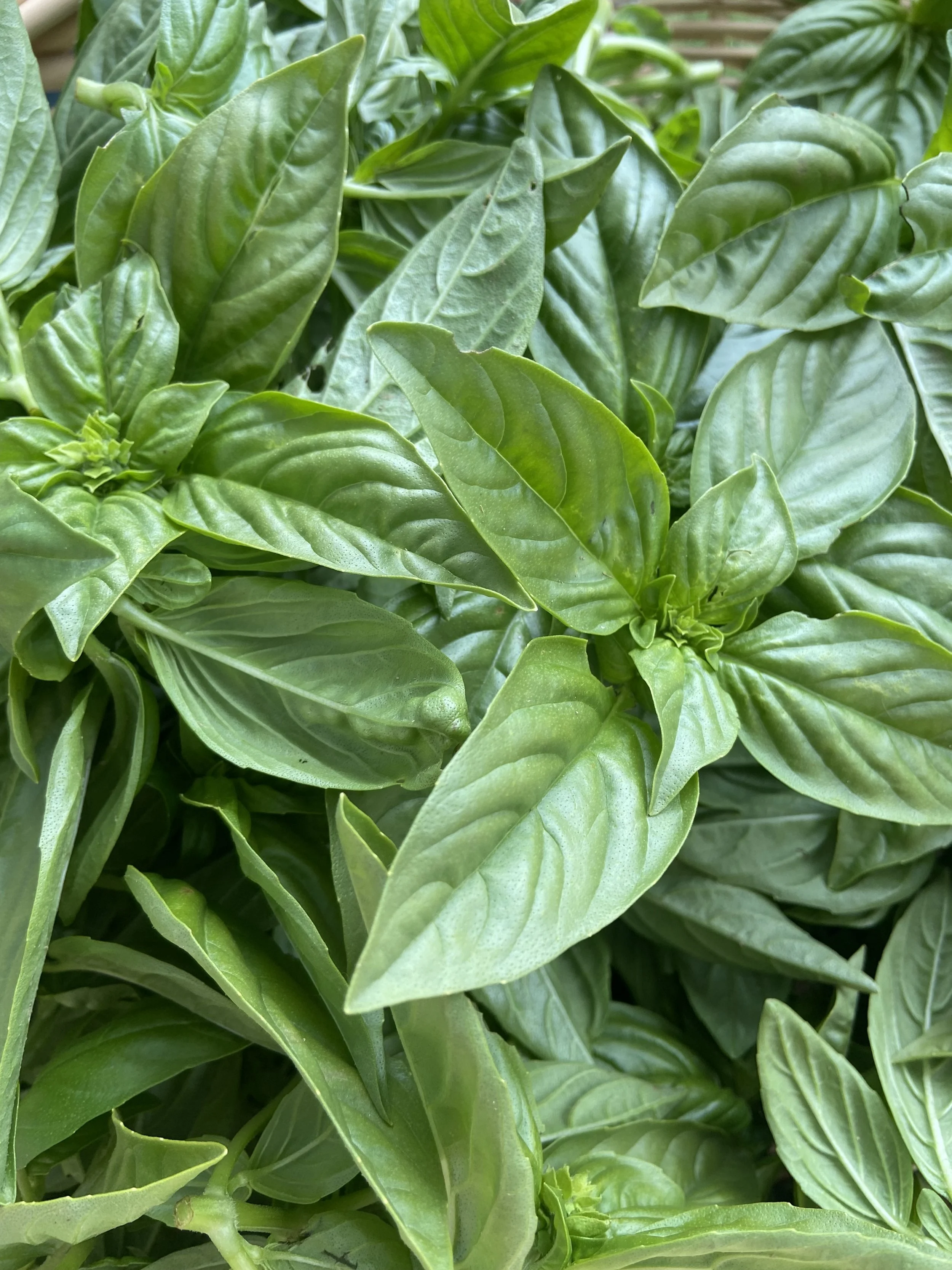 Basil | Albahaca