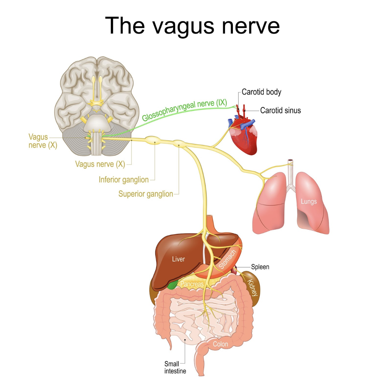 Can You Eat Your Way to Less Stress? (The "Vagus Nerve" Diet for a Stressed-Out Brain)